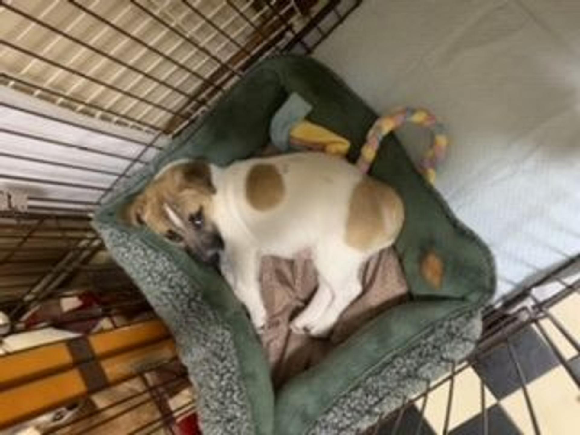 pet-image-4