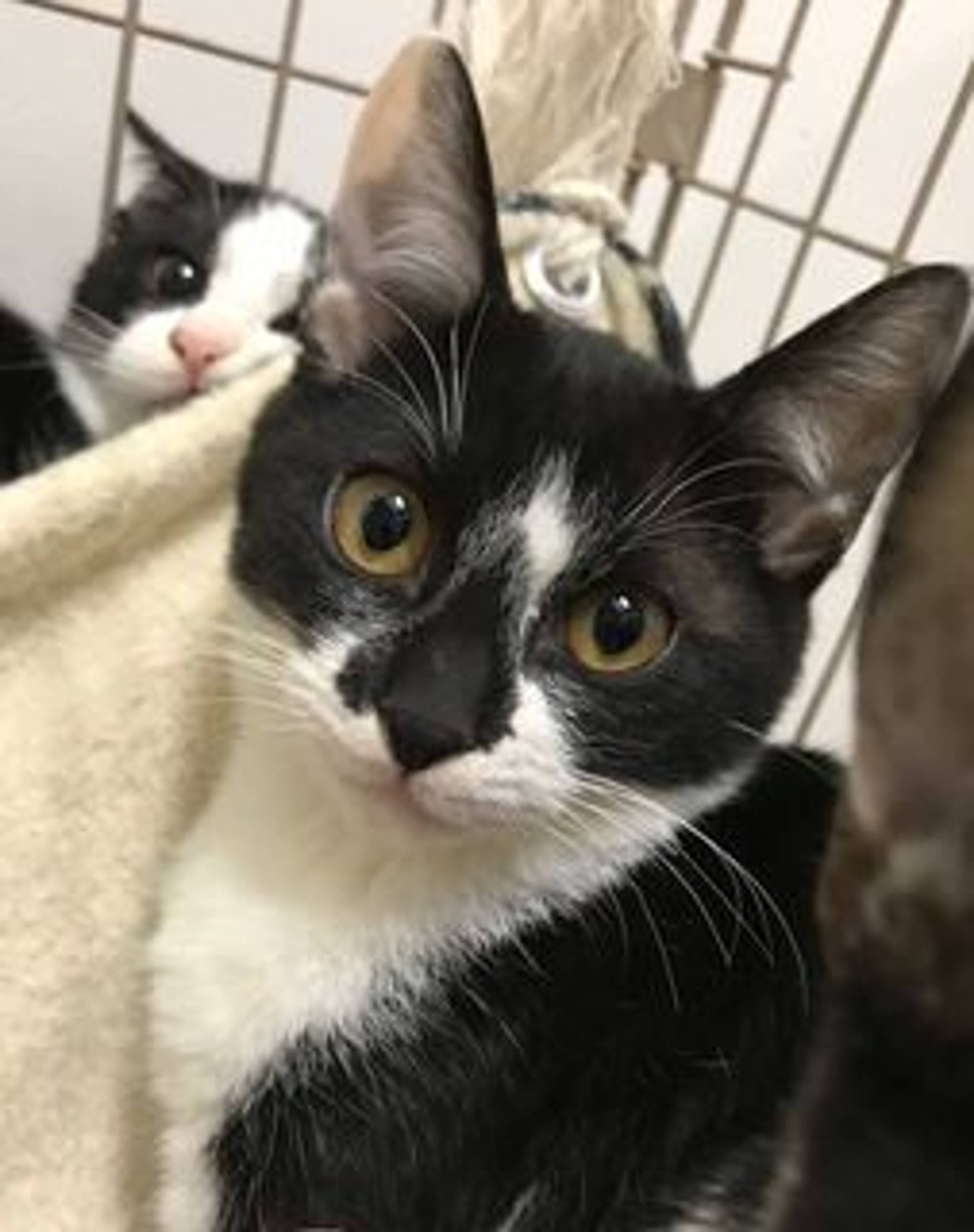 雑種（ミックス猫）・オスの里親募集の写真