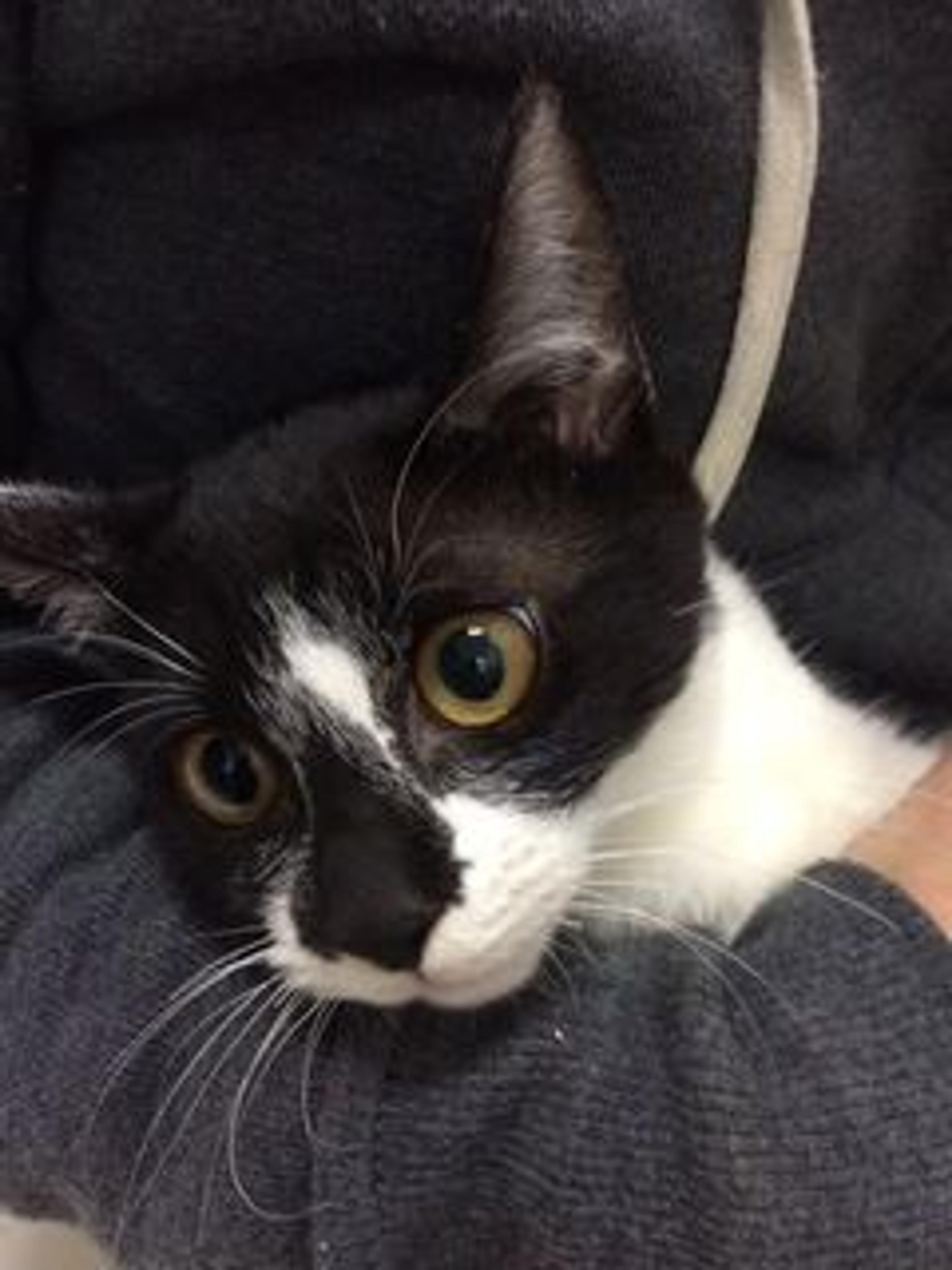 pet-image-2