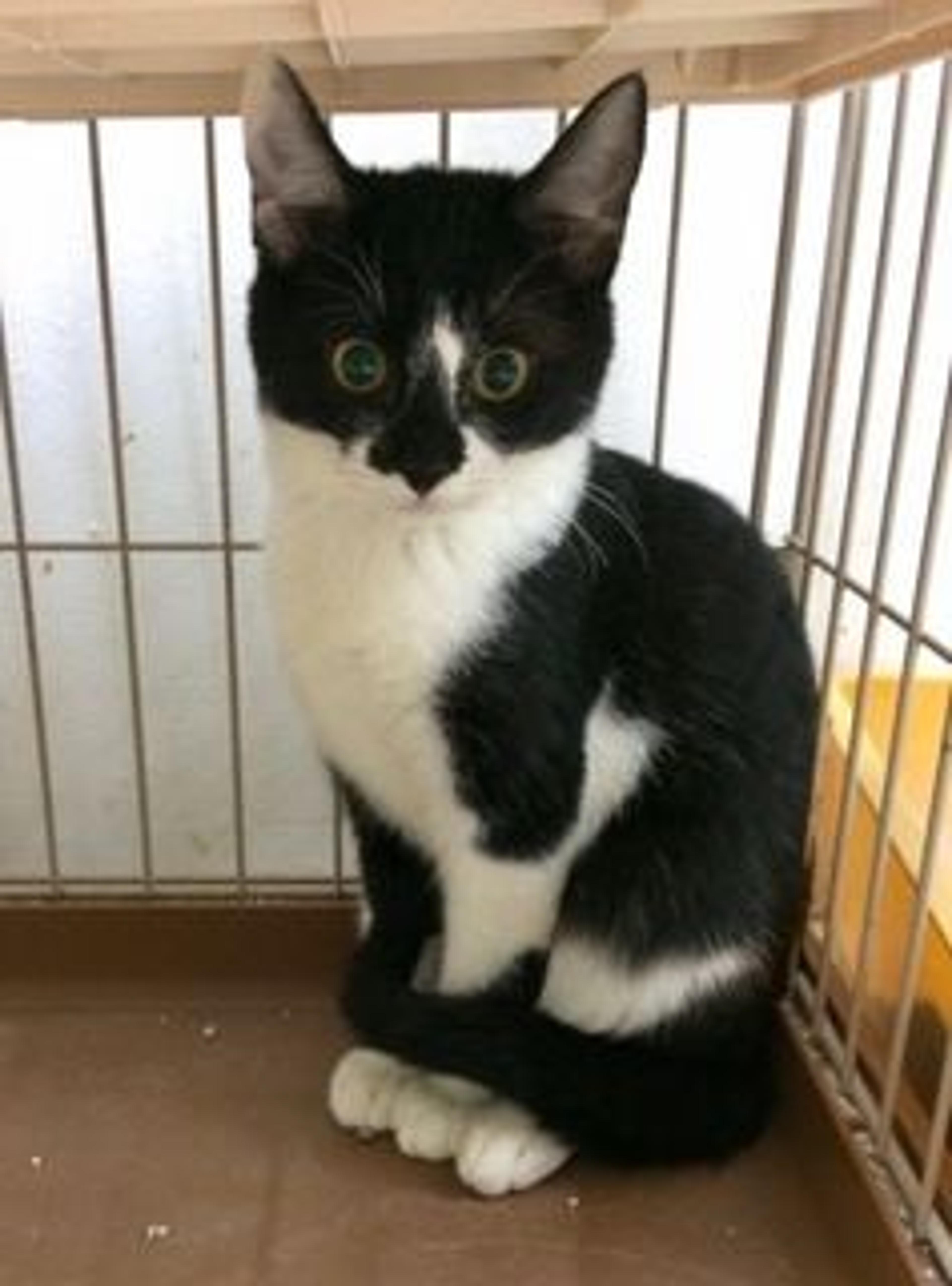 pet-image-3