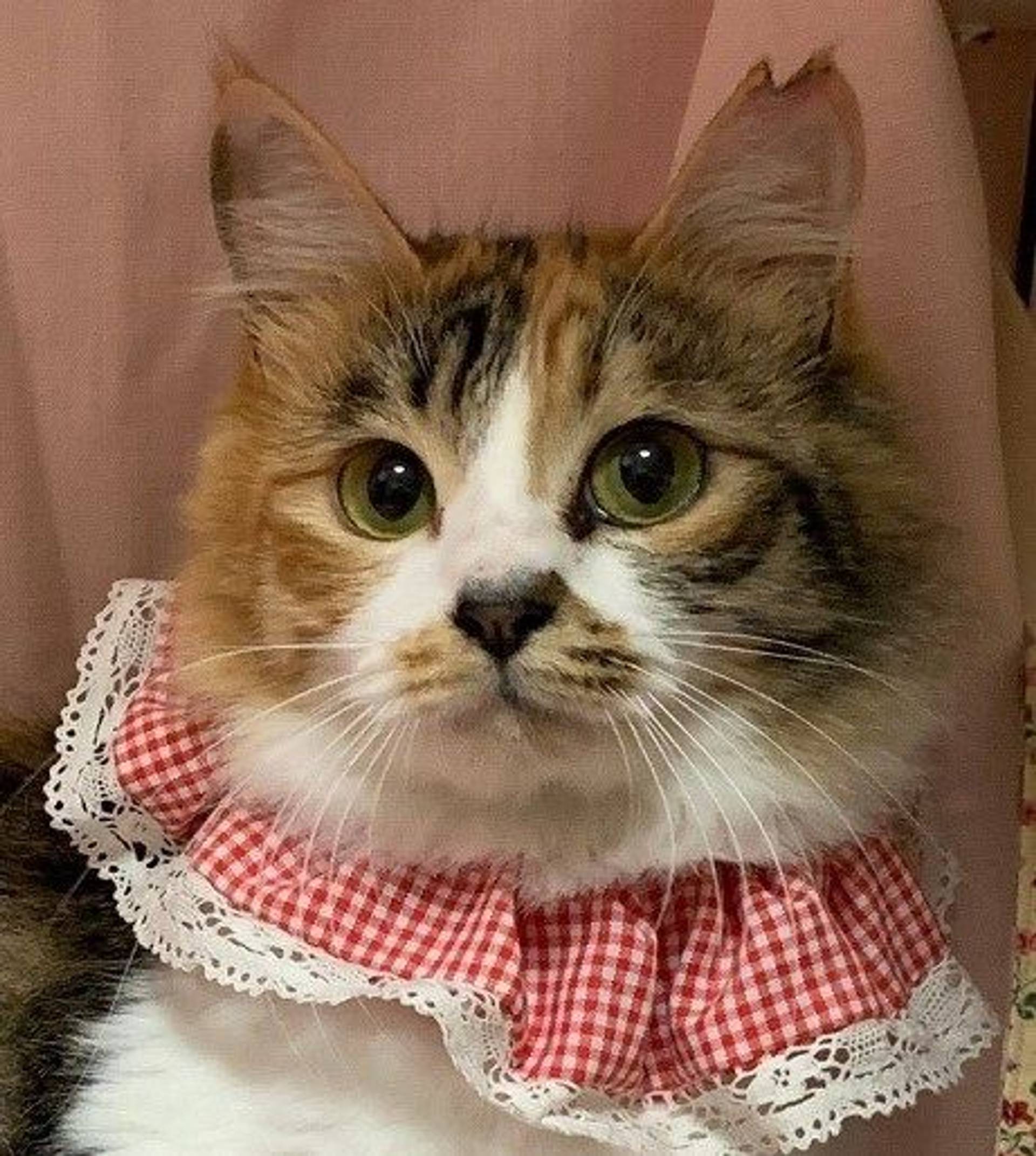 雑種（ミックス猫）・メスの里親募集の写真