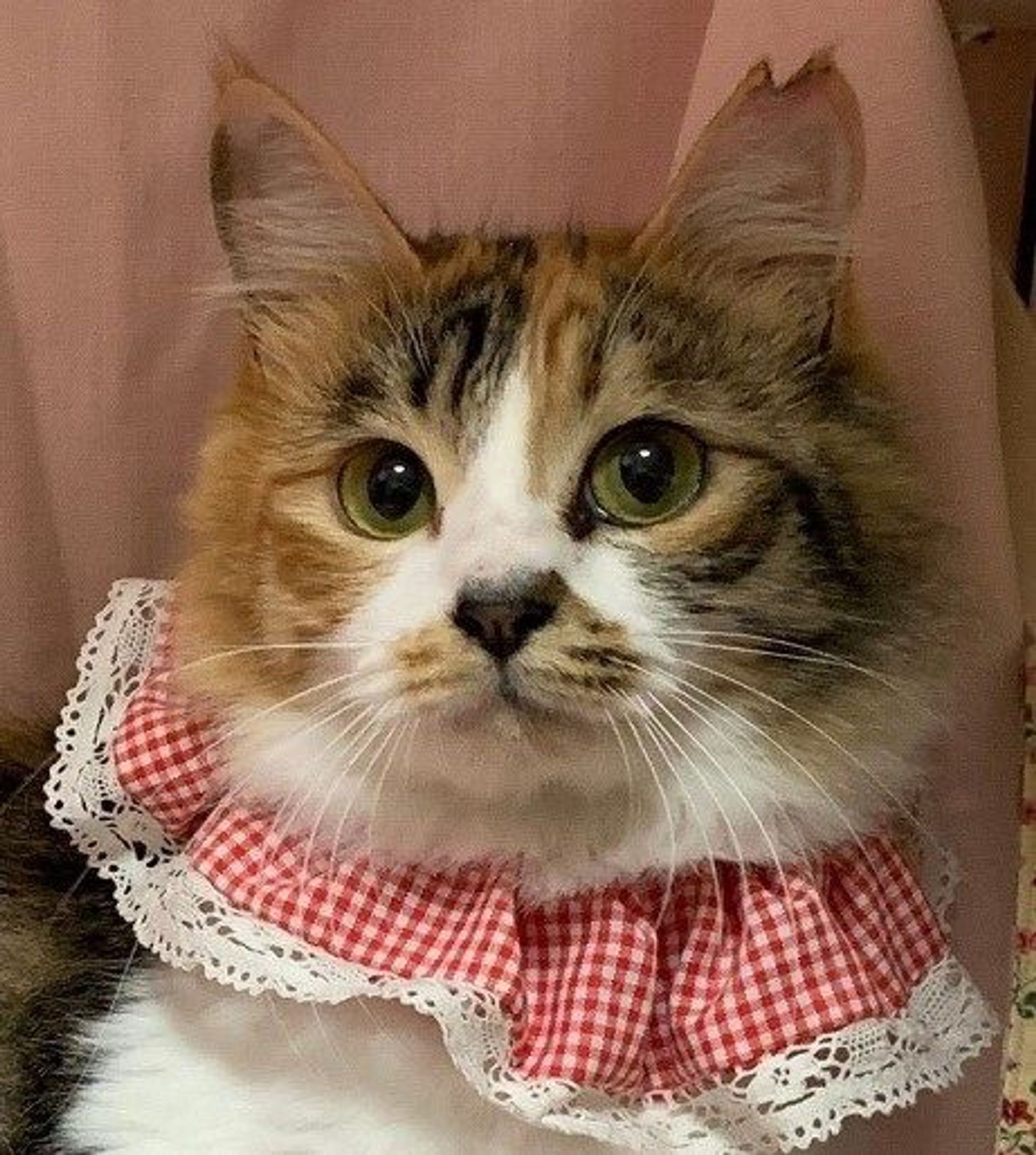 雑種（ミックス猫）・メスの里親募集の写真