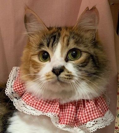 もこたんちゃんの写真