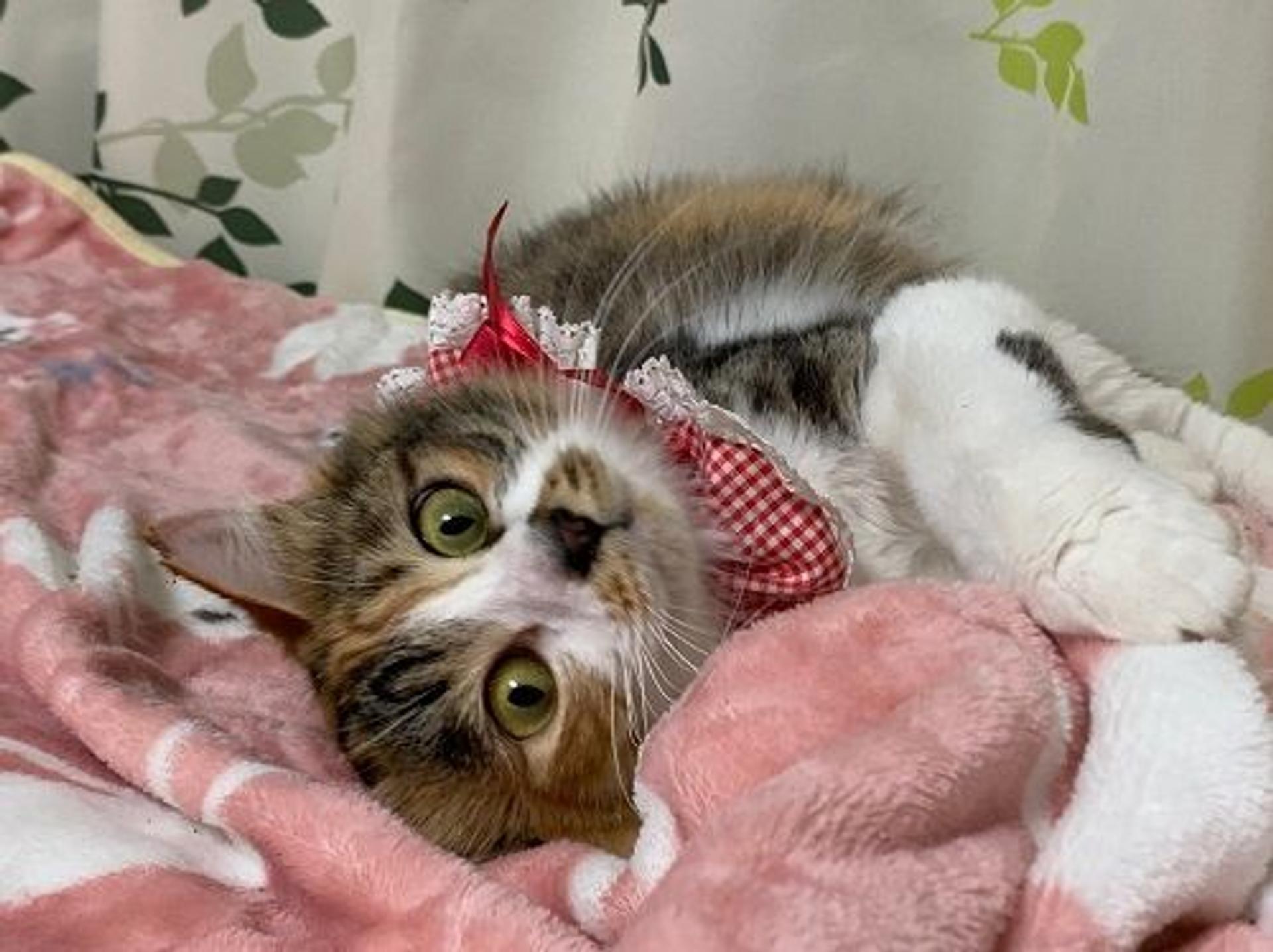 pet-image-3