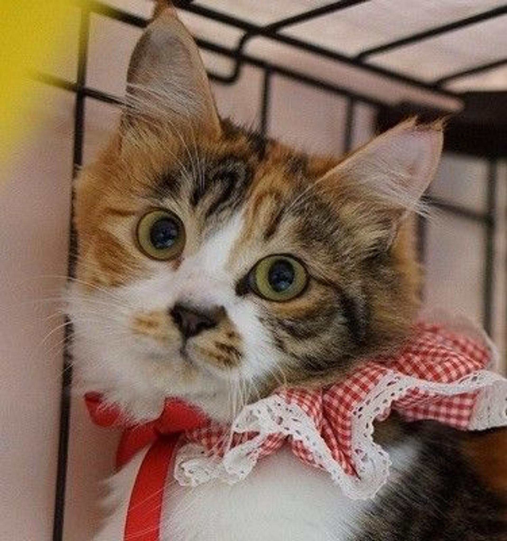 pet-image-4