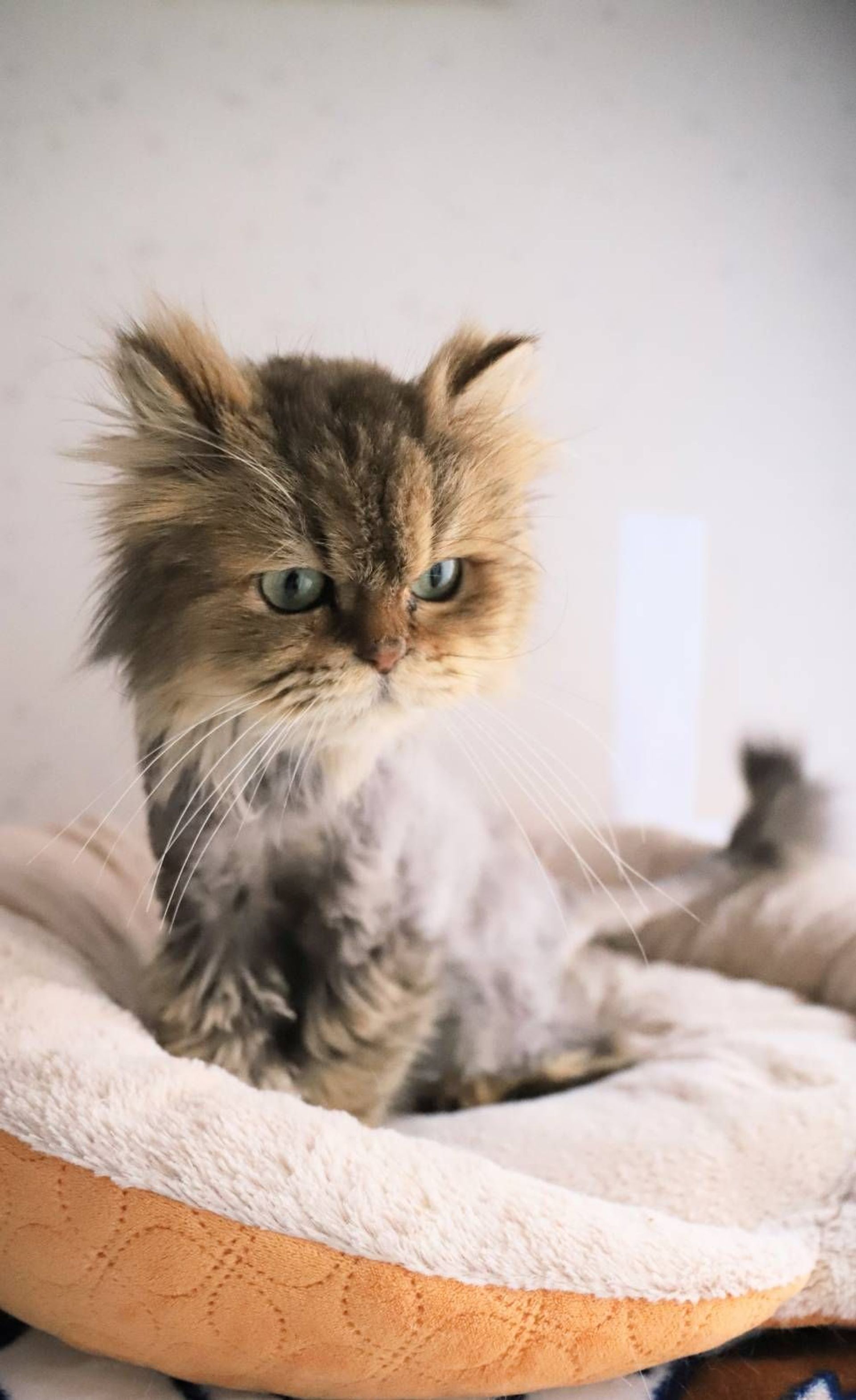 シャム・メスの里親募集の写真