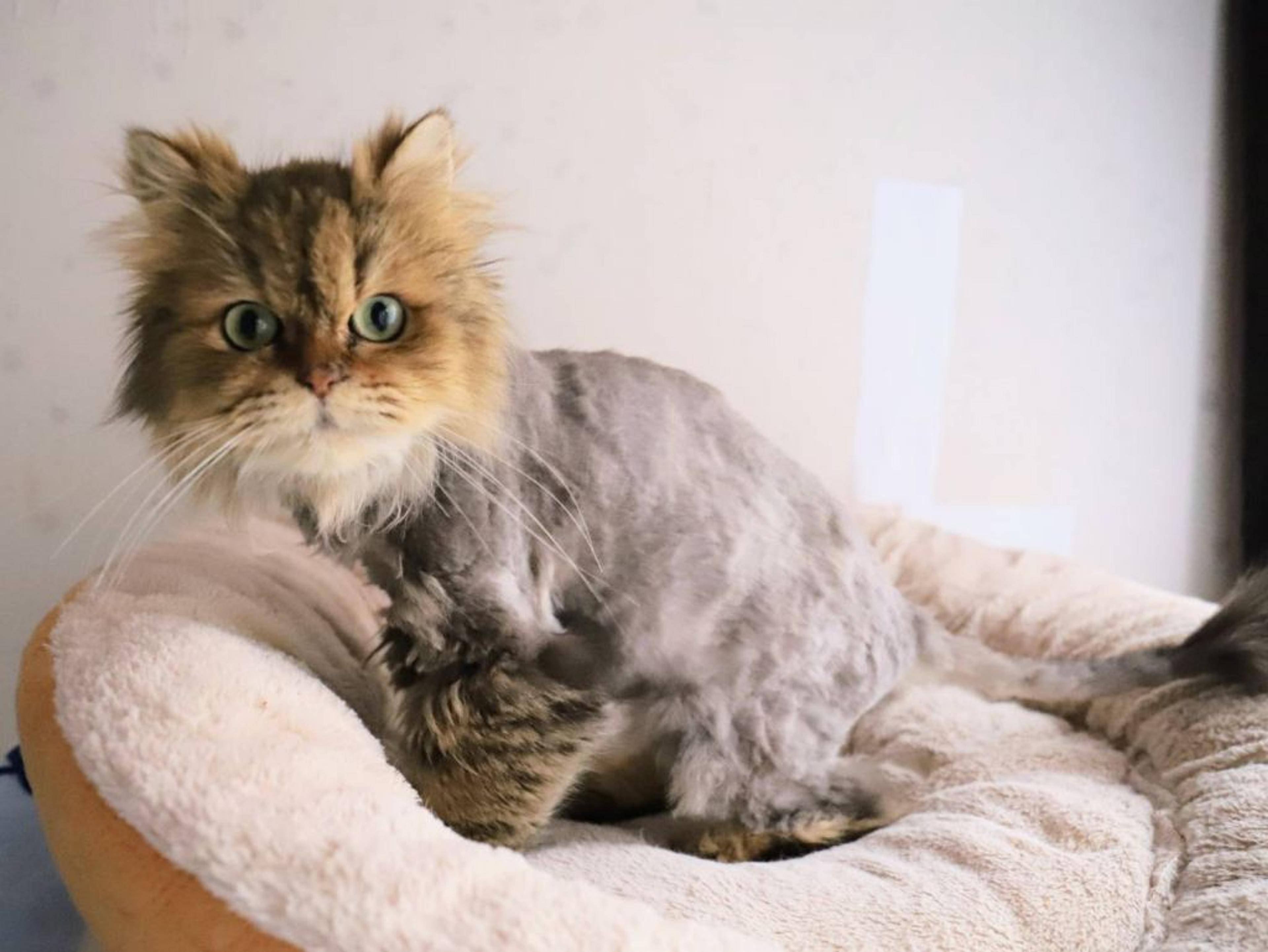 pet-image-3