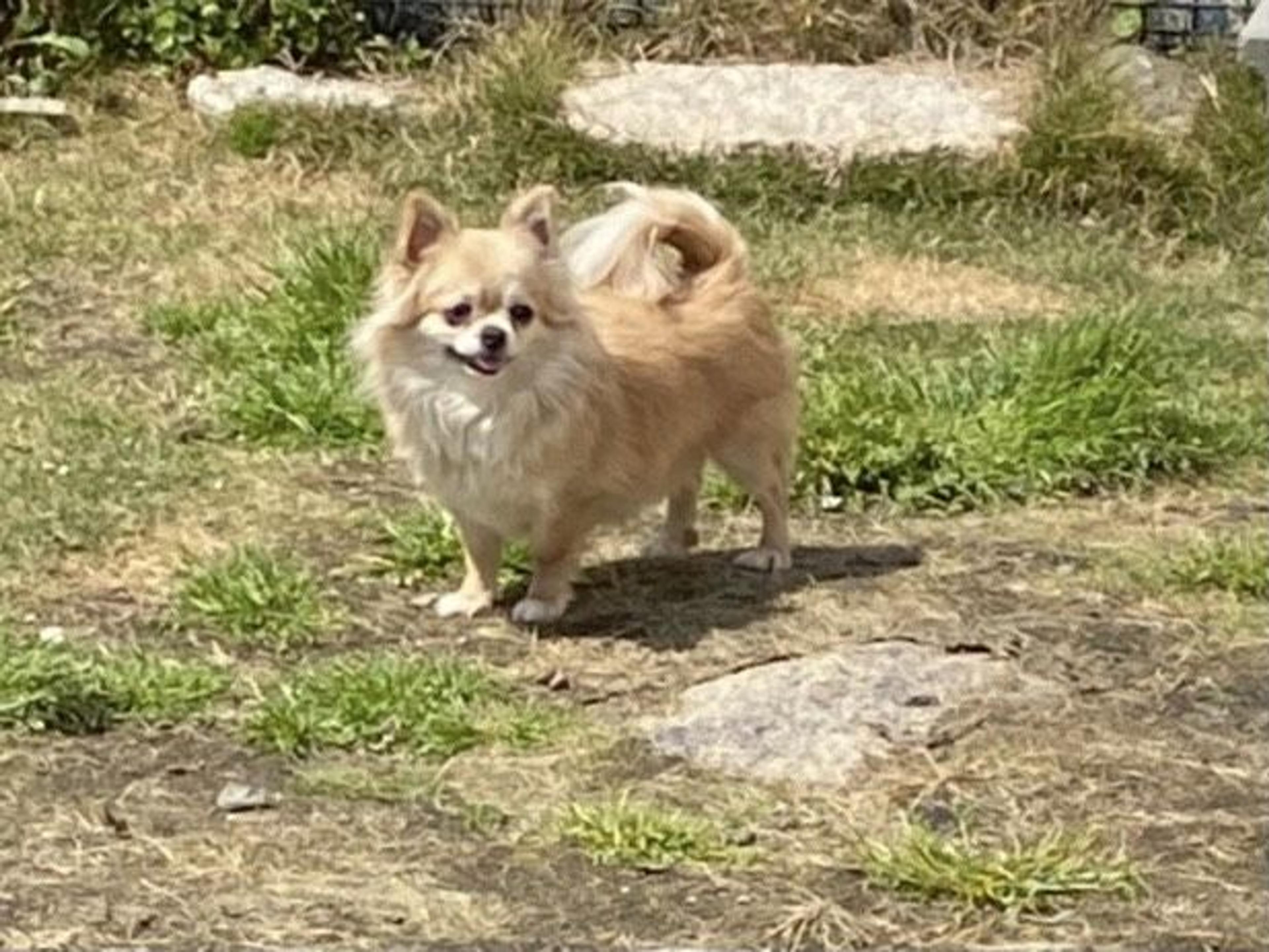 pet-image-2