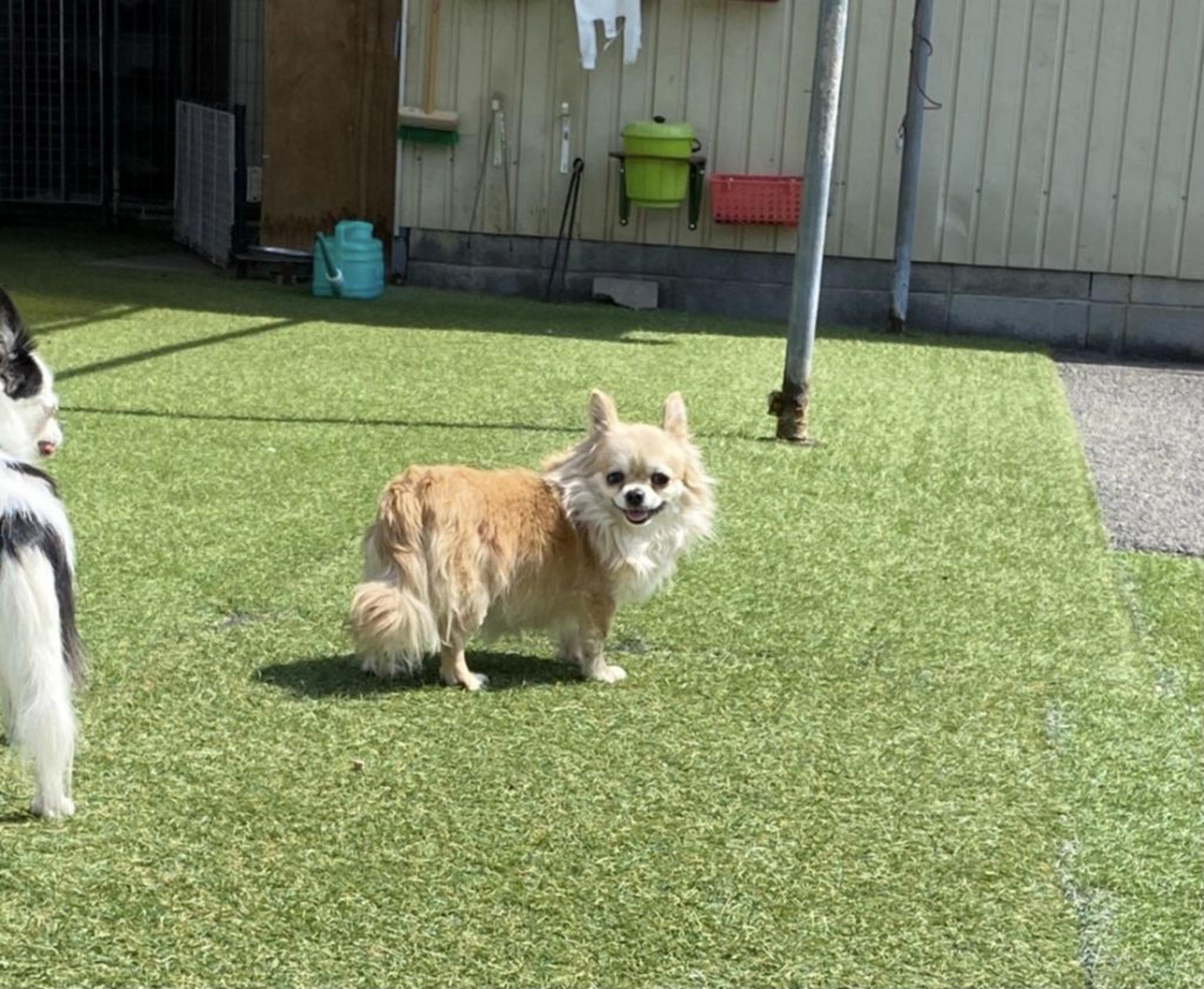 pet-image-3