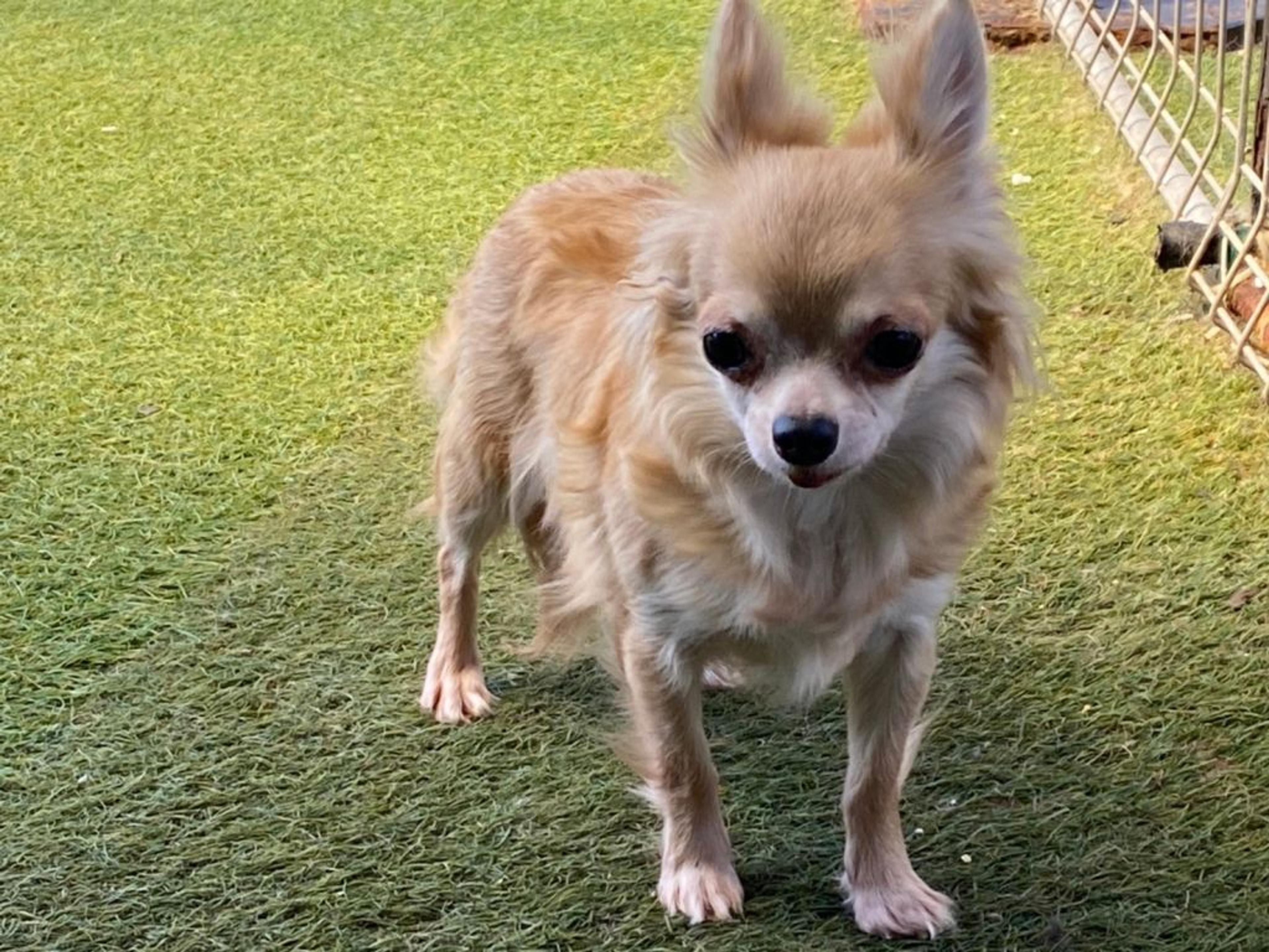 pet-image-2