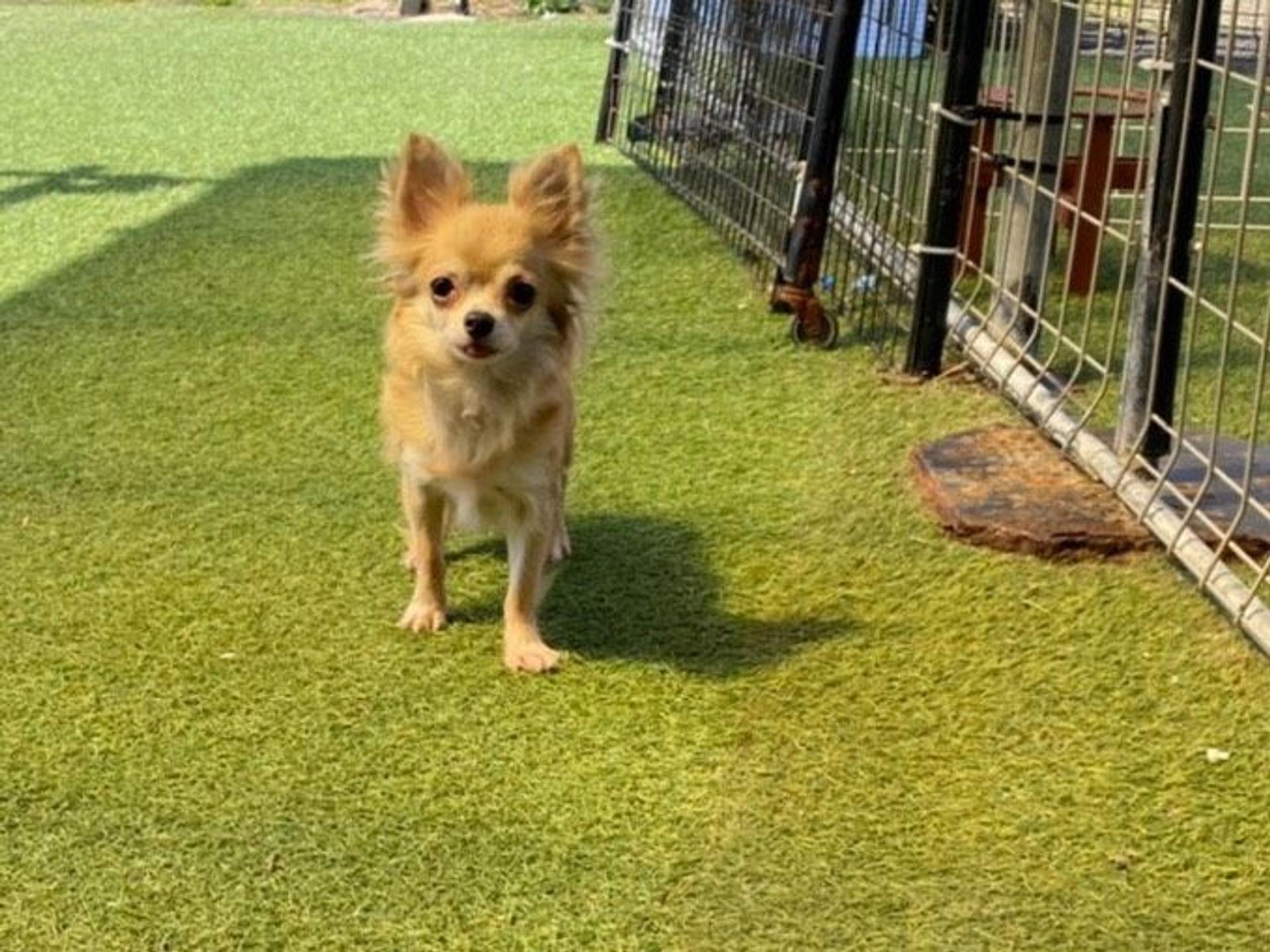pet-image-3