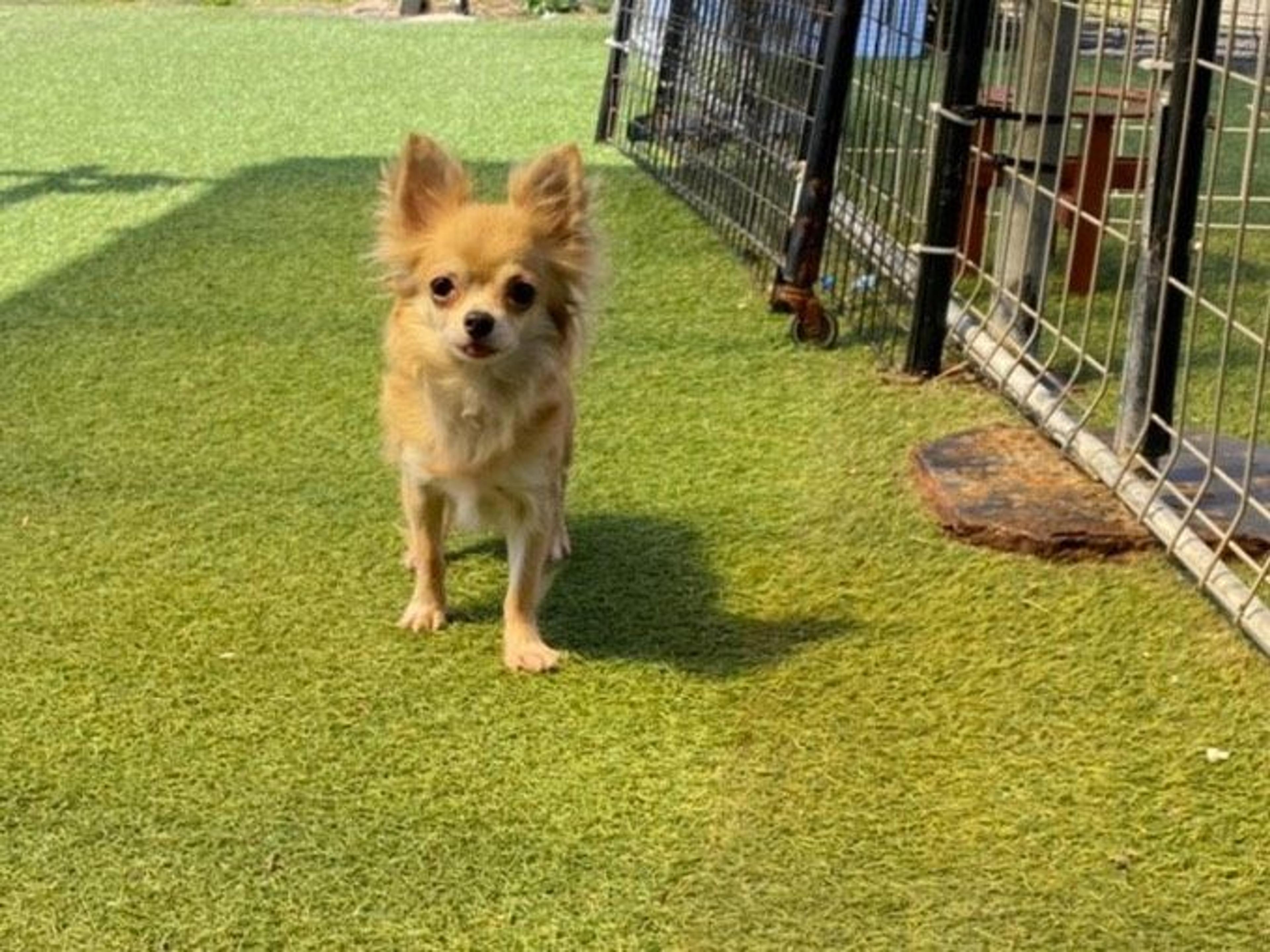 pet-image-3