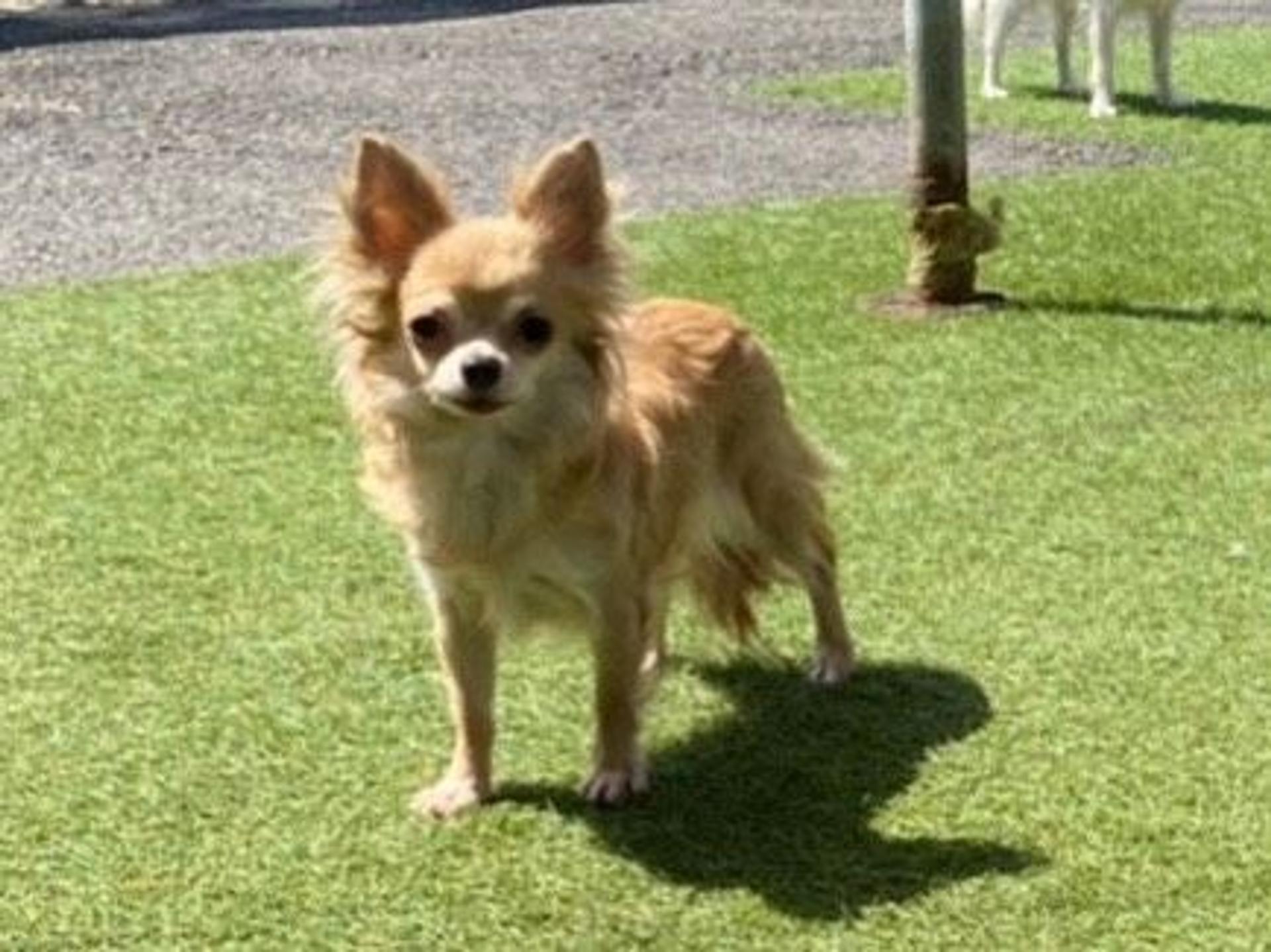 pet-image-4