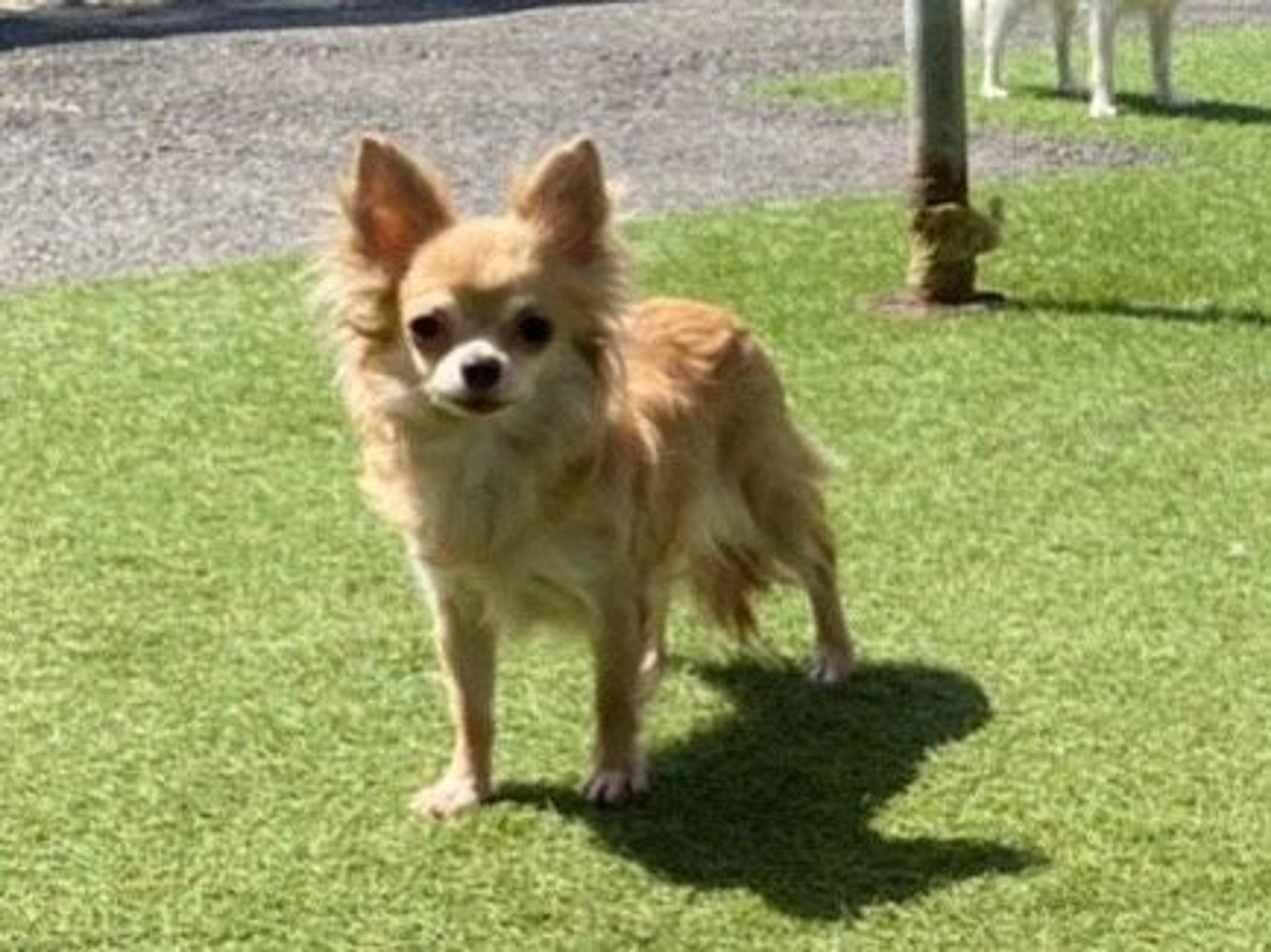 pet-image-4