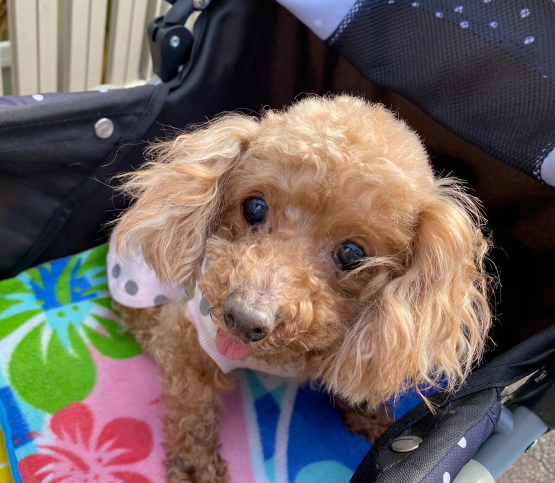 pet-image-3