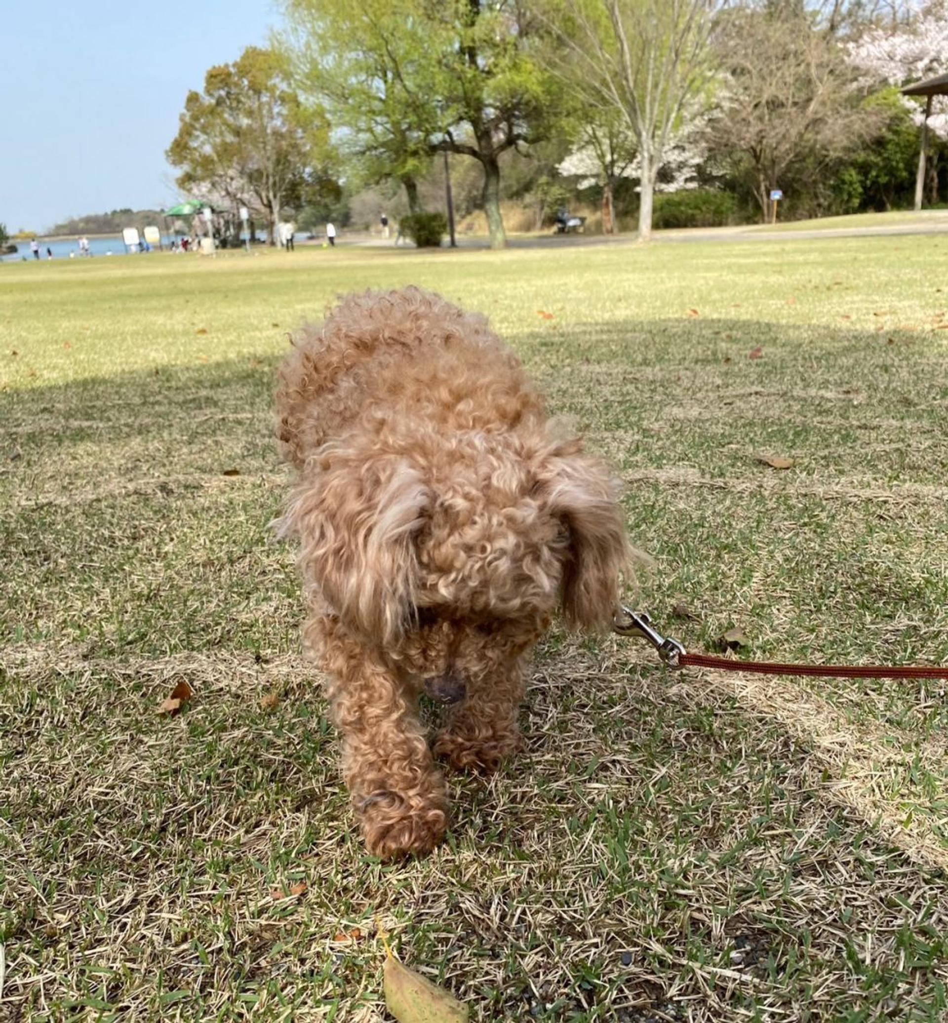 pet-image-8