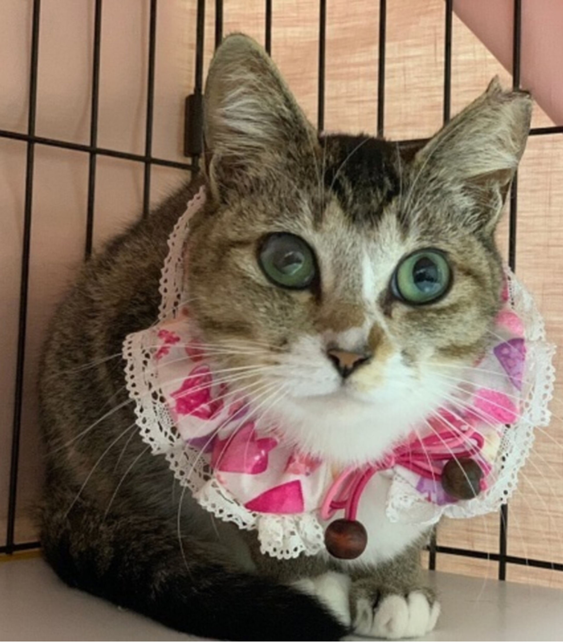雑種（ミックス猫）・メスの里親募集の写真