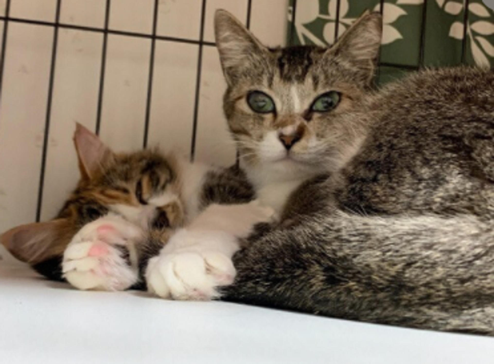 pet-image-2