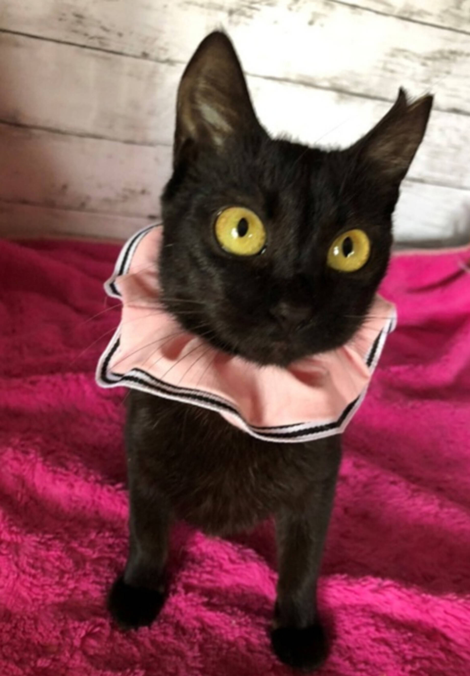 雑種（ミックス猫）・メスの里親募集の写真