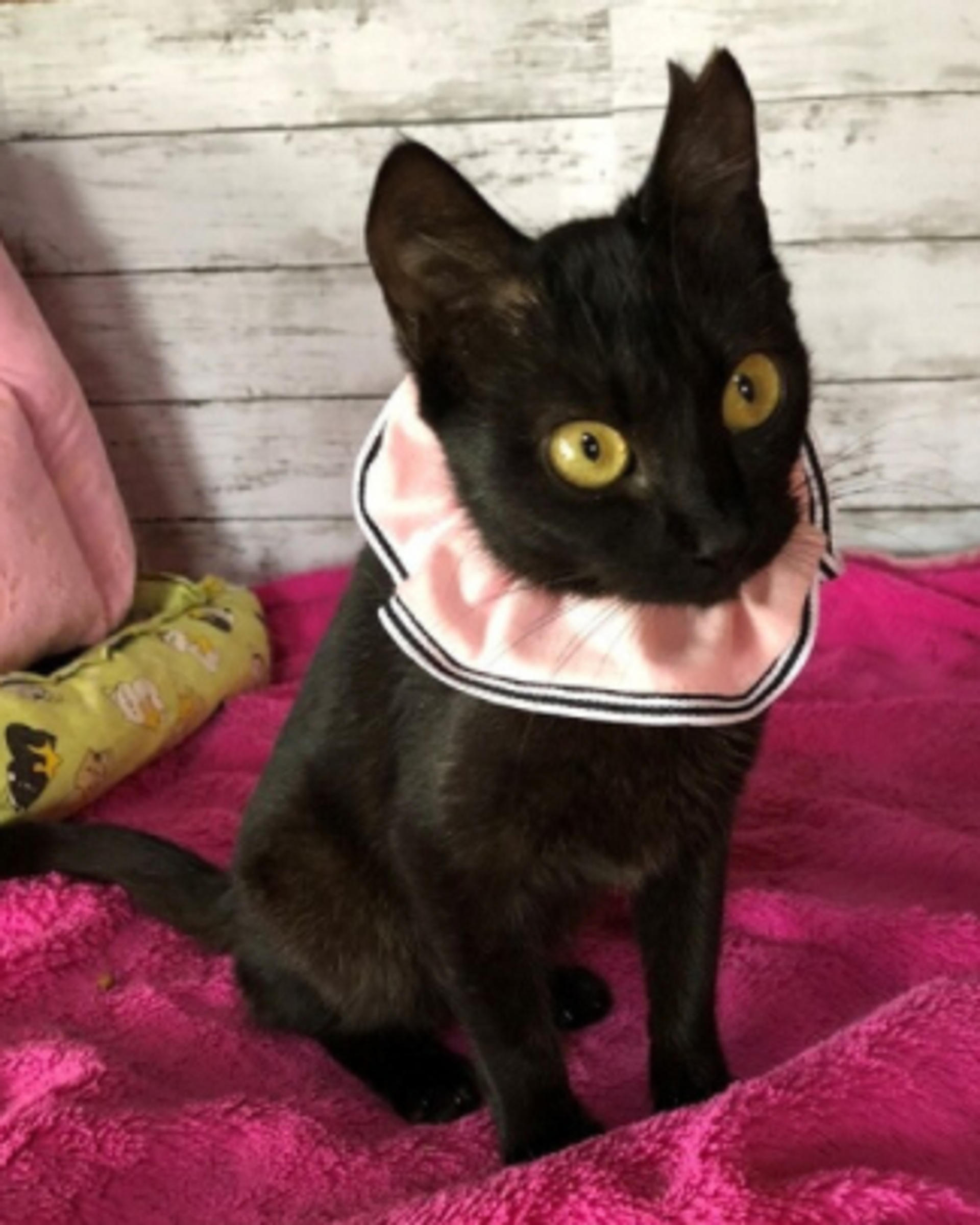 pet-image-3