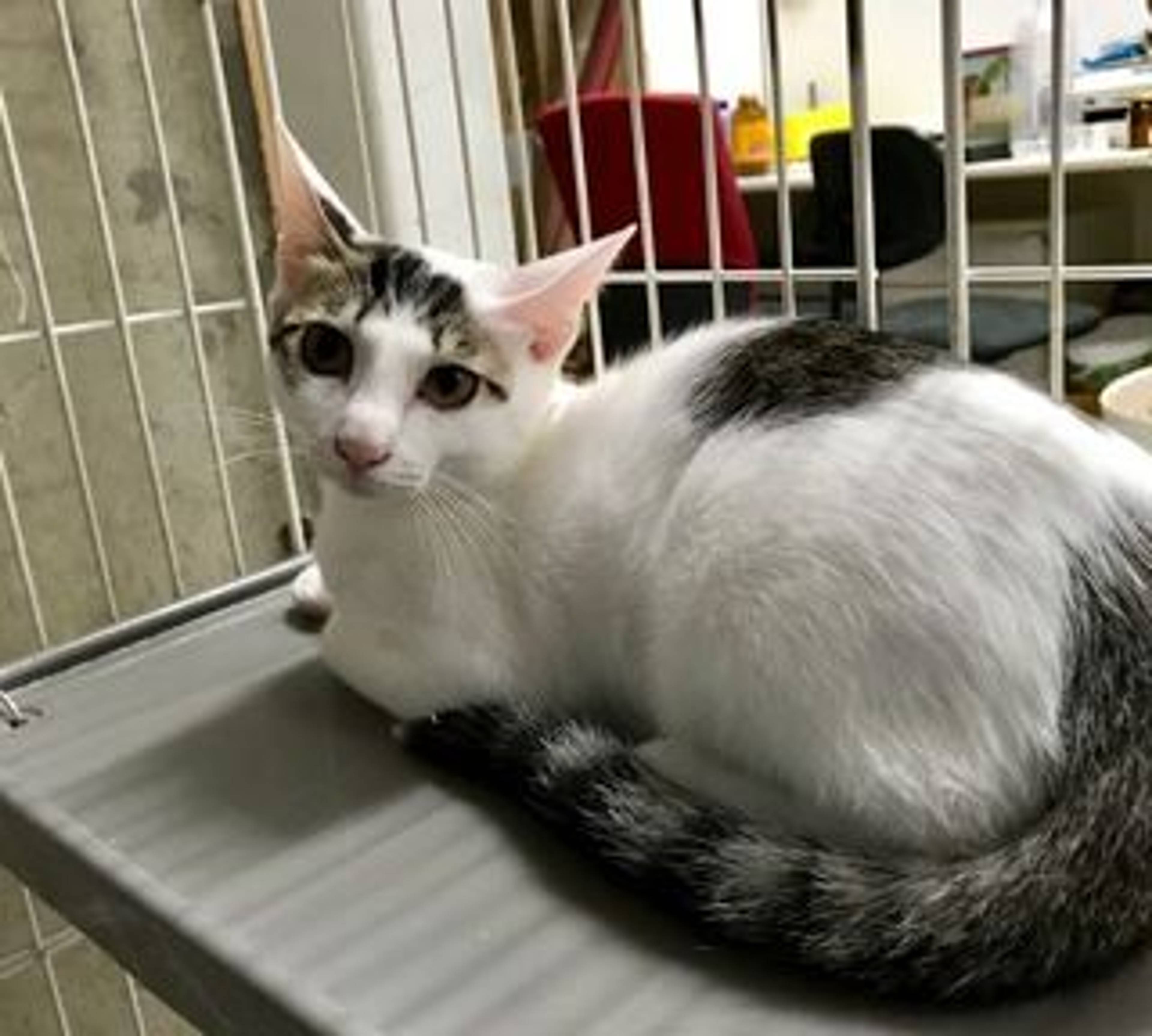 雑種（ミックス猫）・メスの里親募集の写真