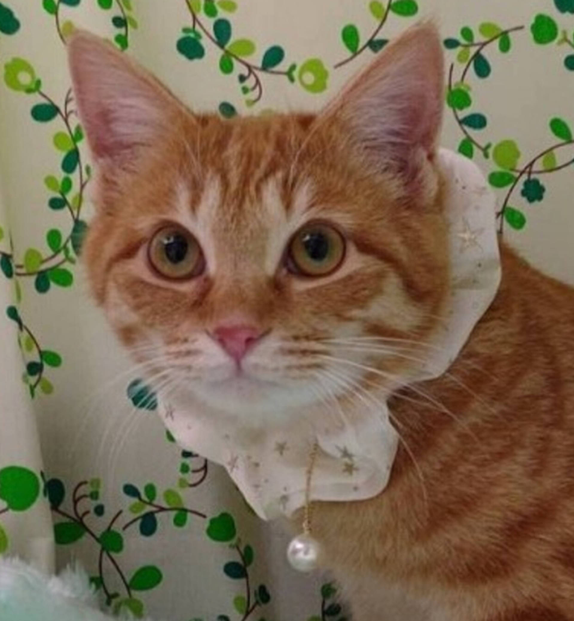 雑種（ミックス猫）・オスの里親募集の写真