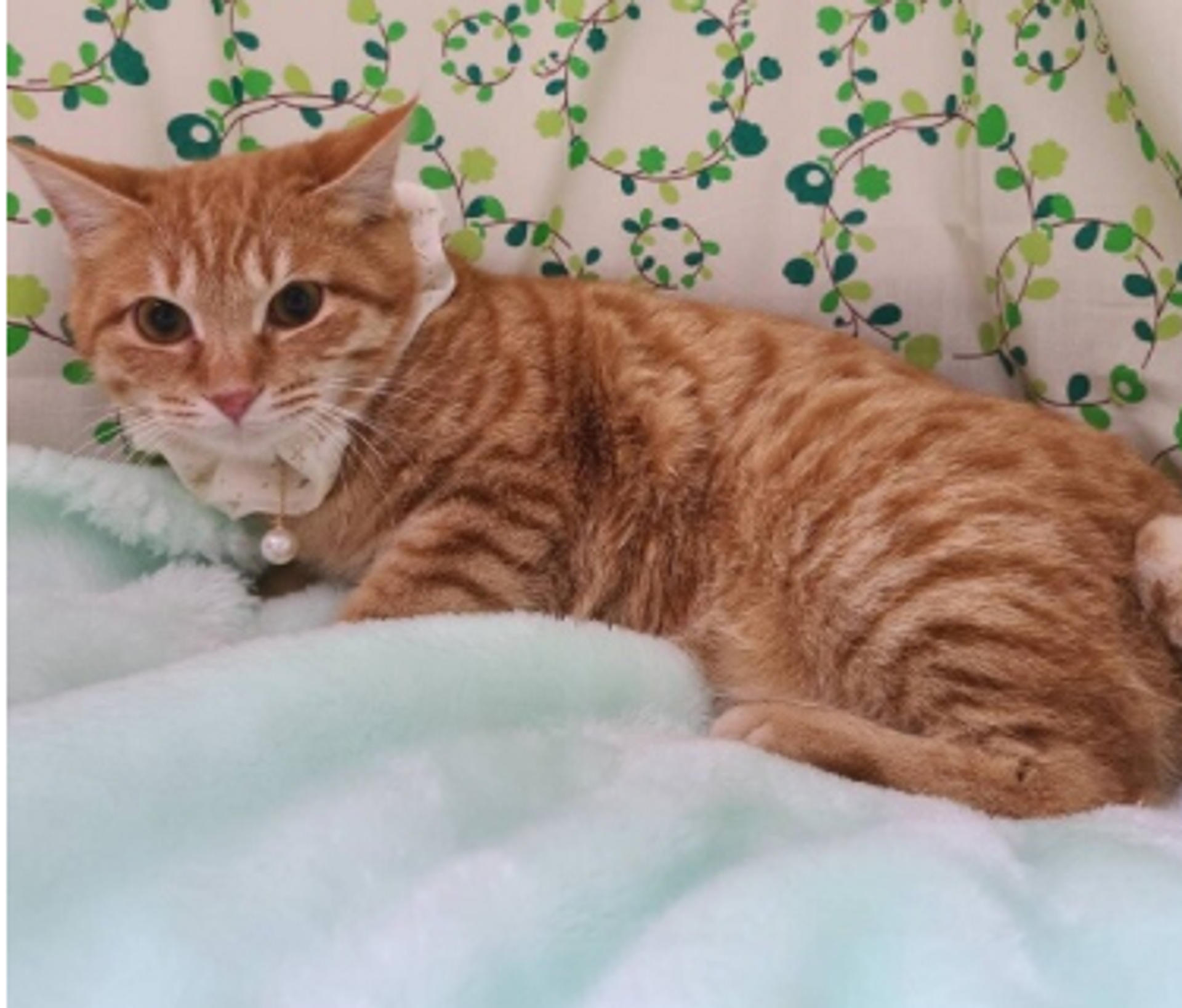 pet-image-3