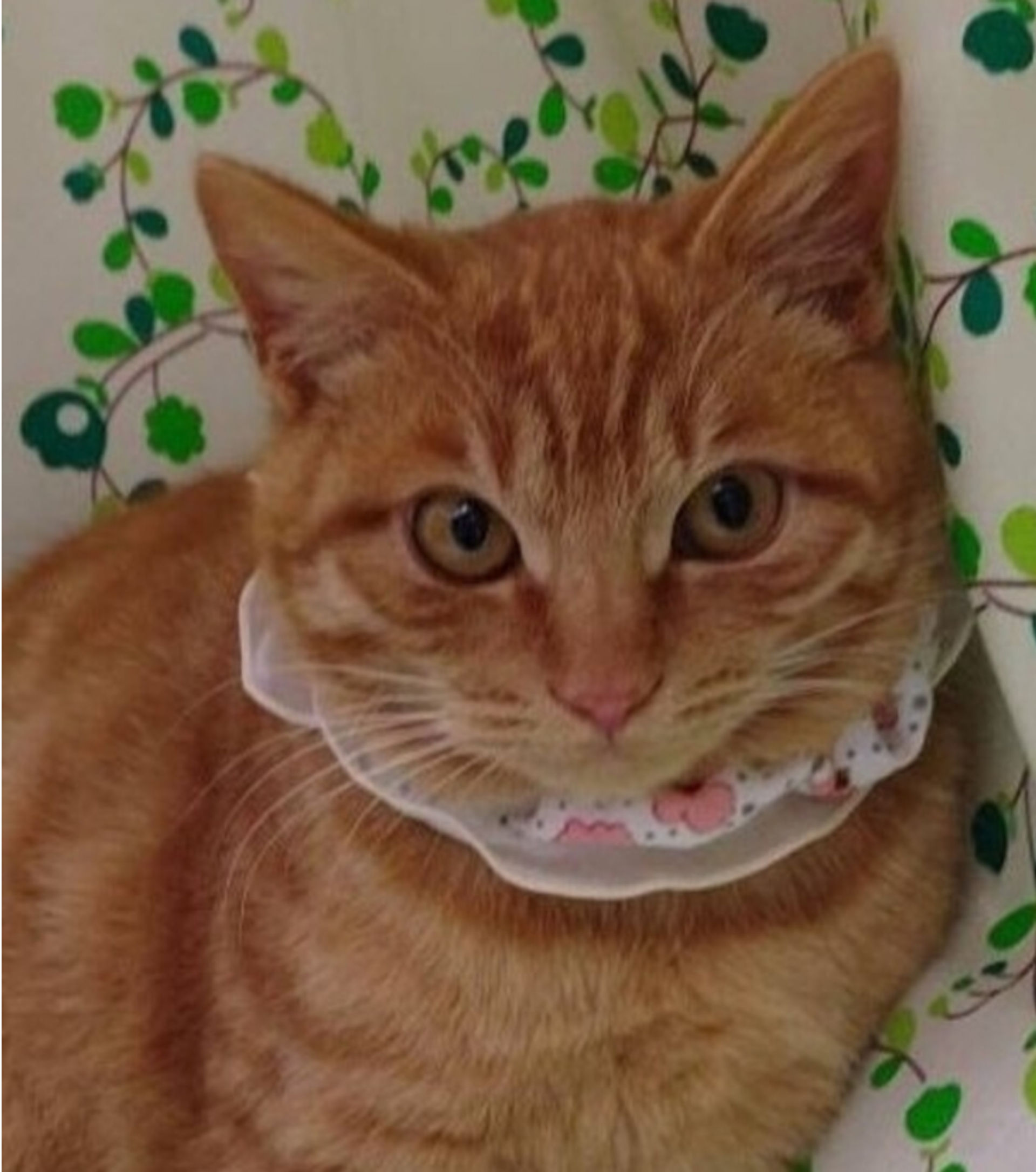 雑種（ミックス猫）・オスの里親募集の写真