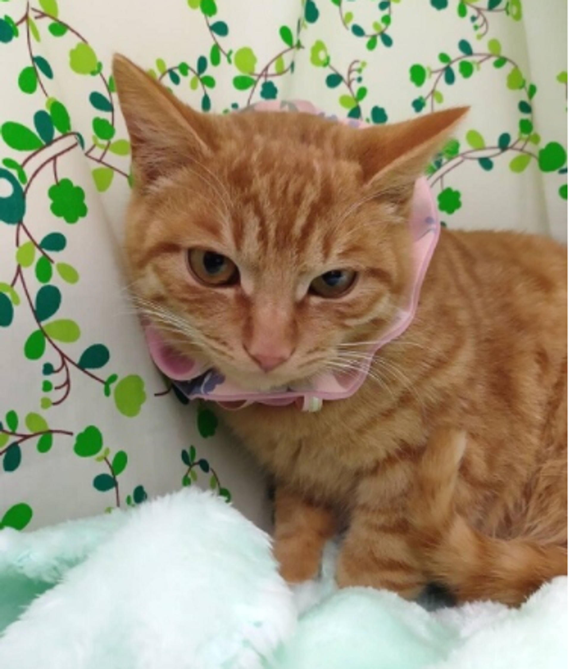 pet-image-2