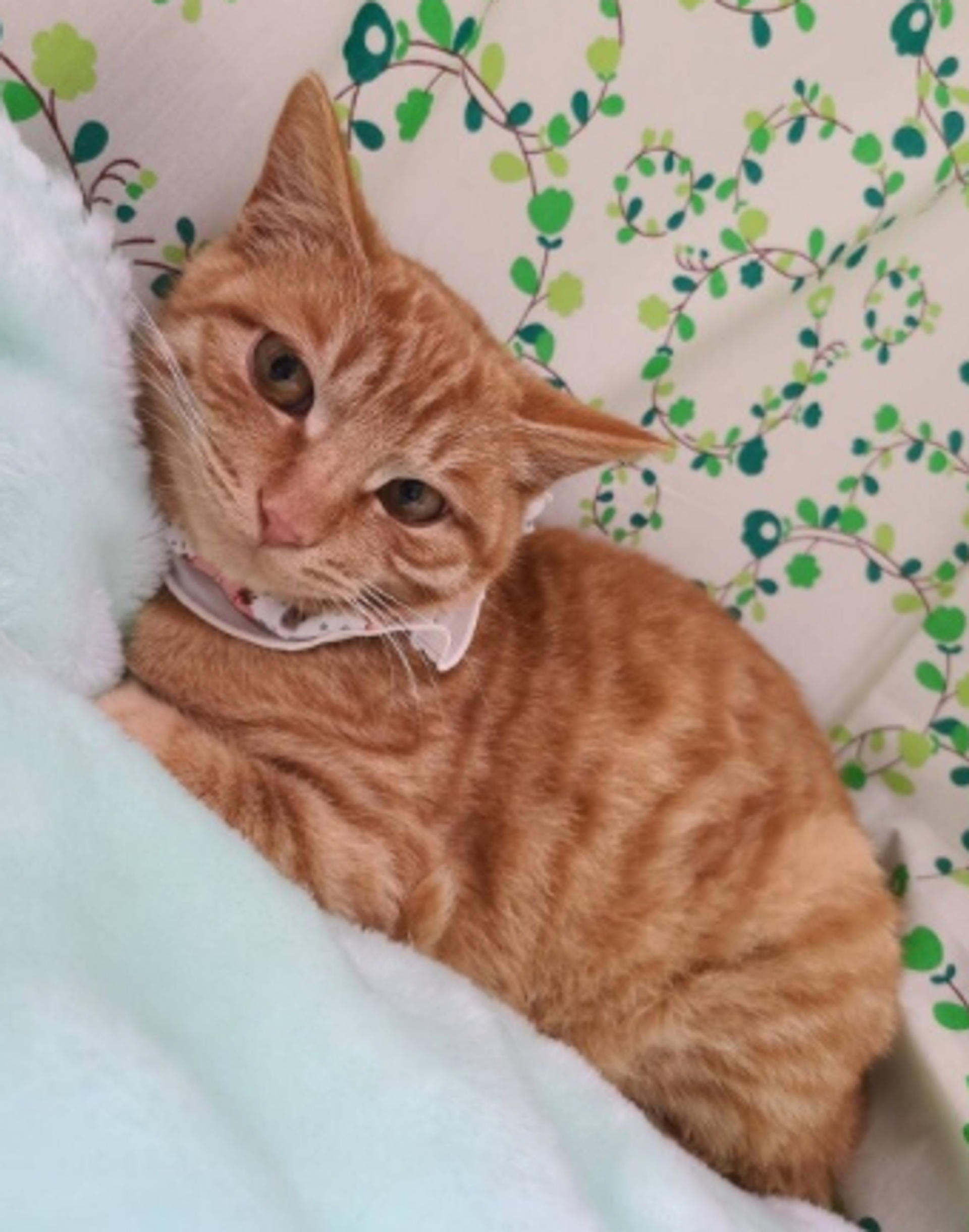 pet-image-3
