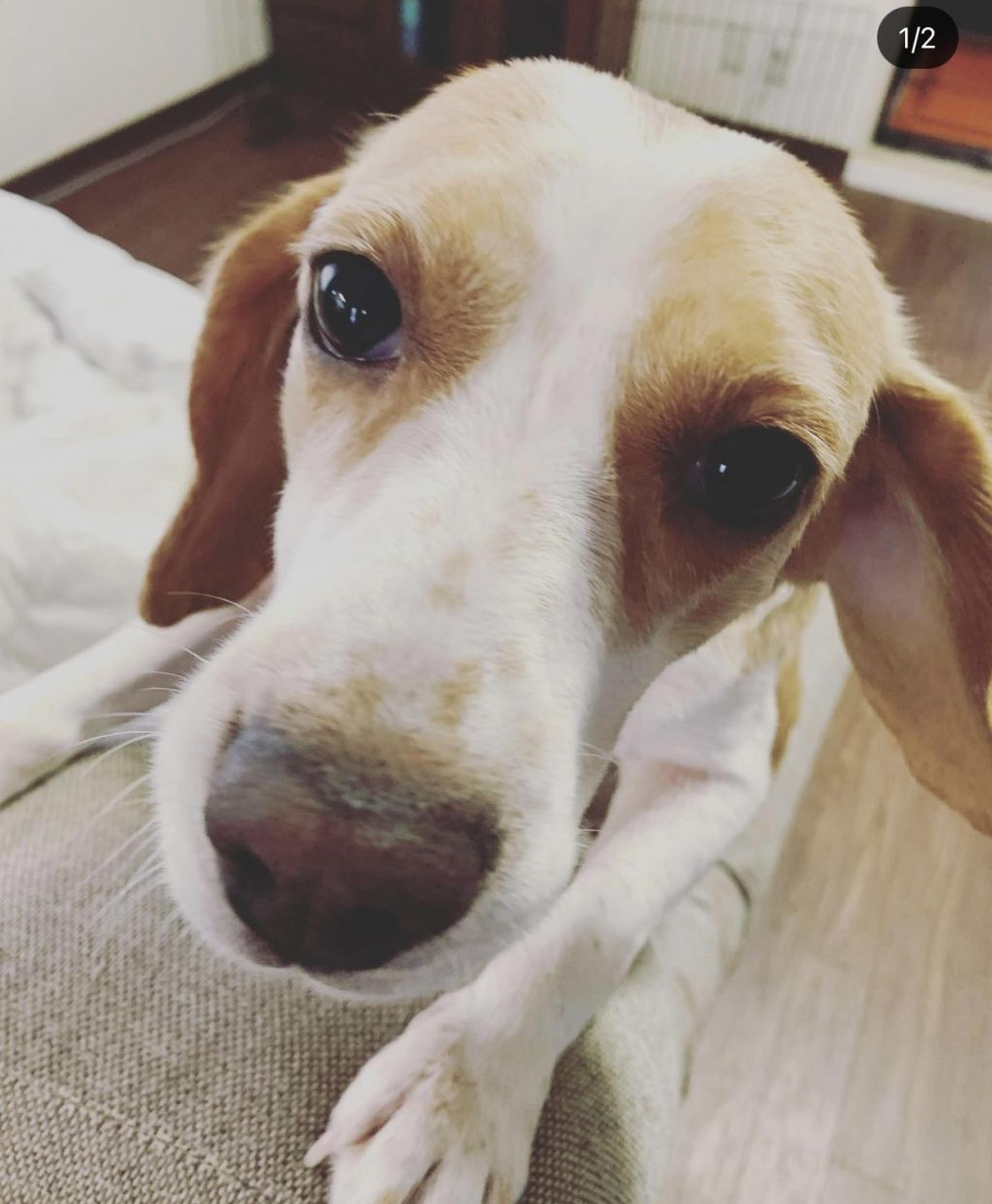 pet-image-2