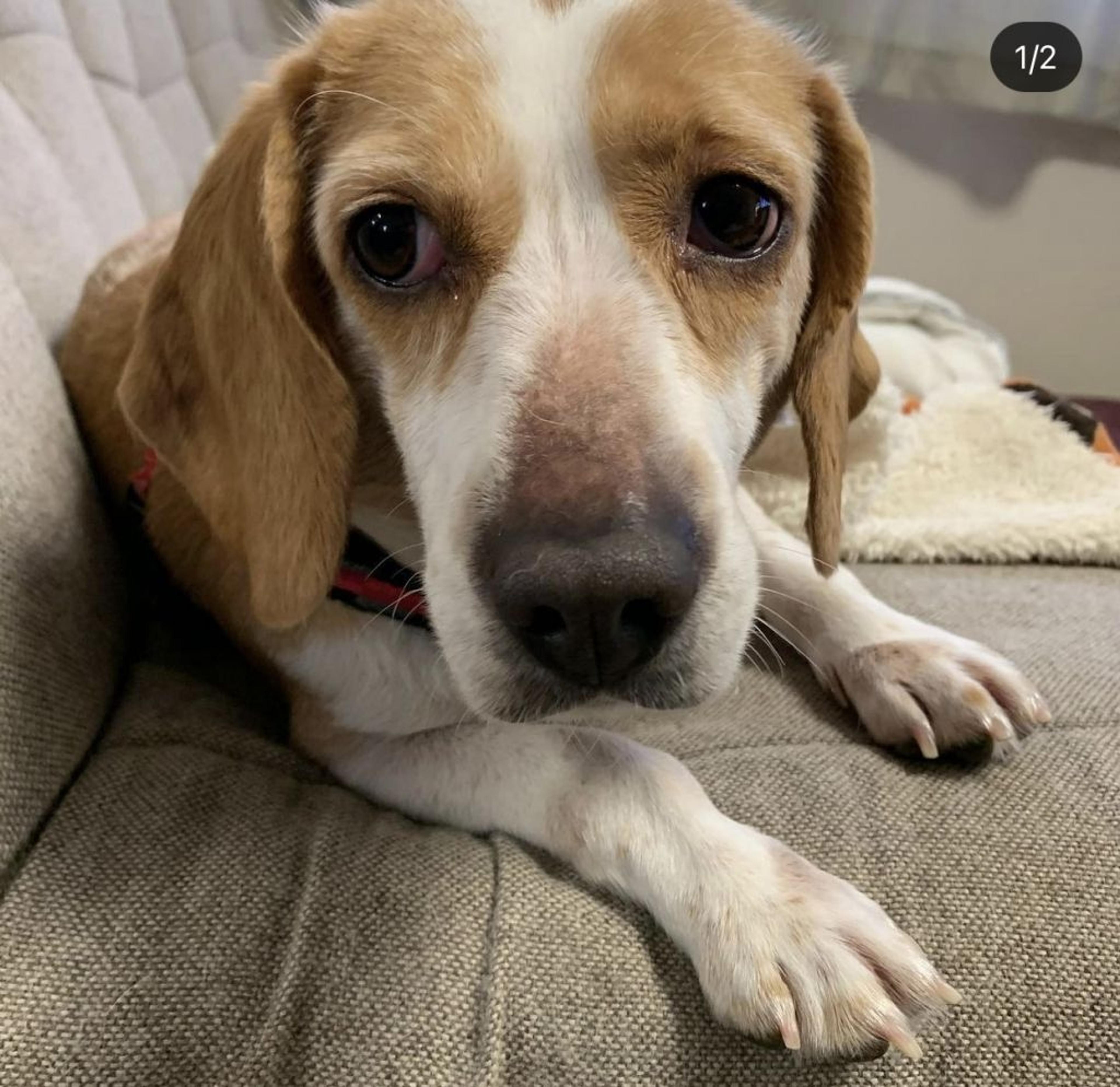 pet-image-4