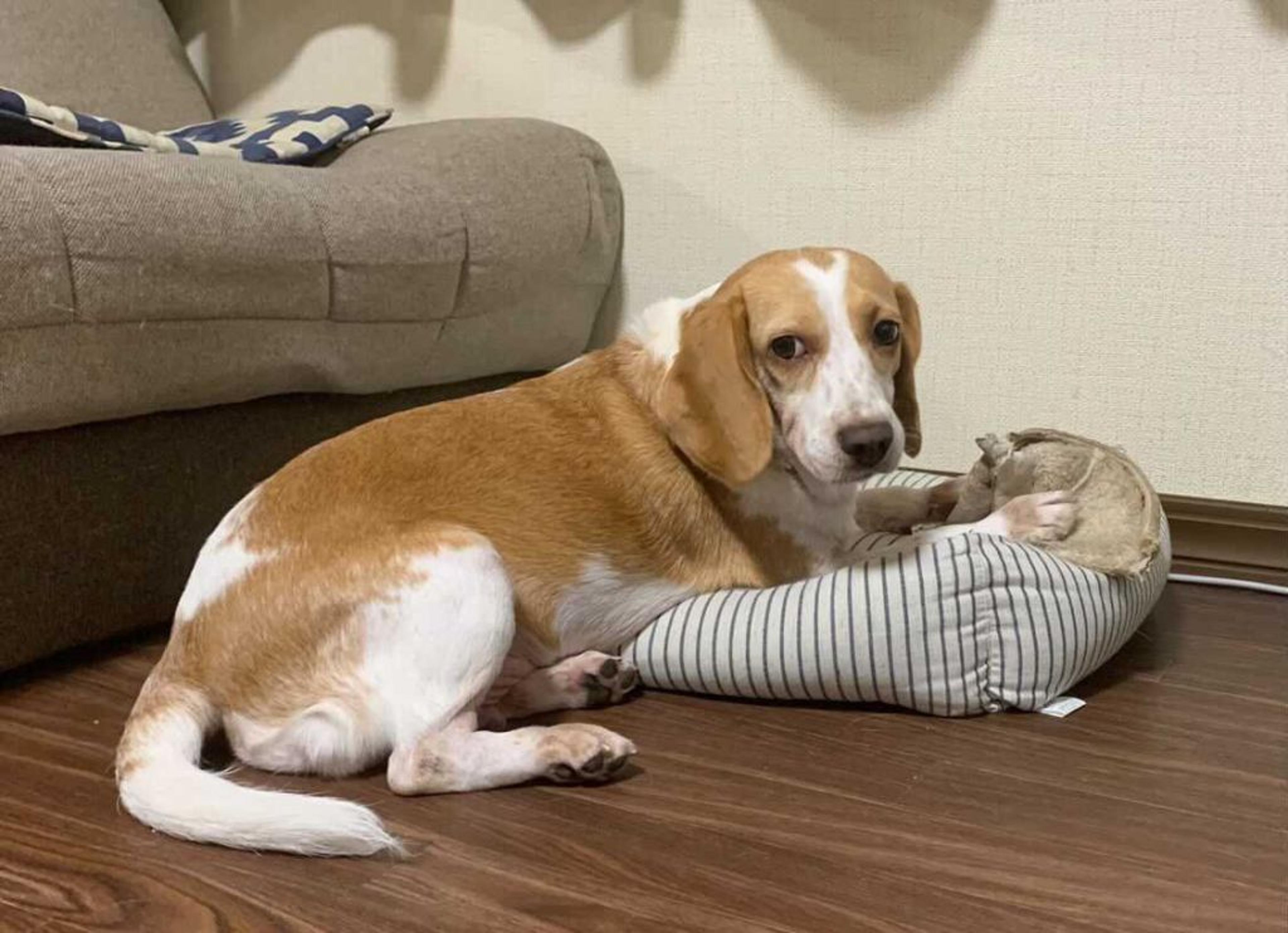 pet-image-3