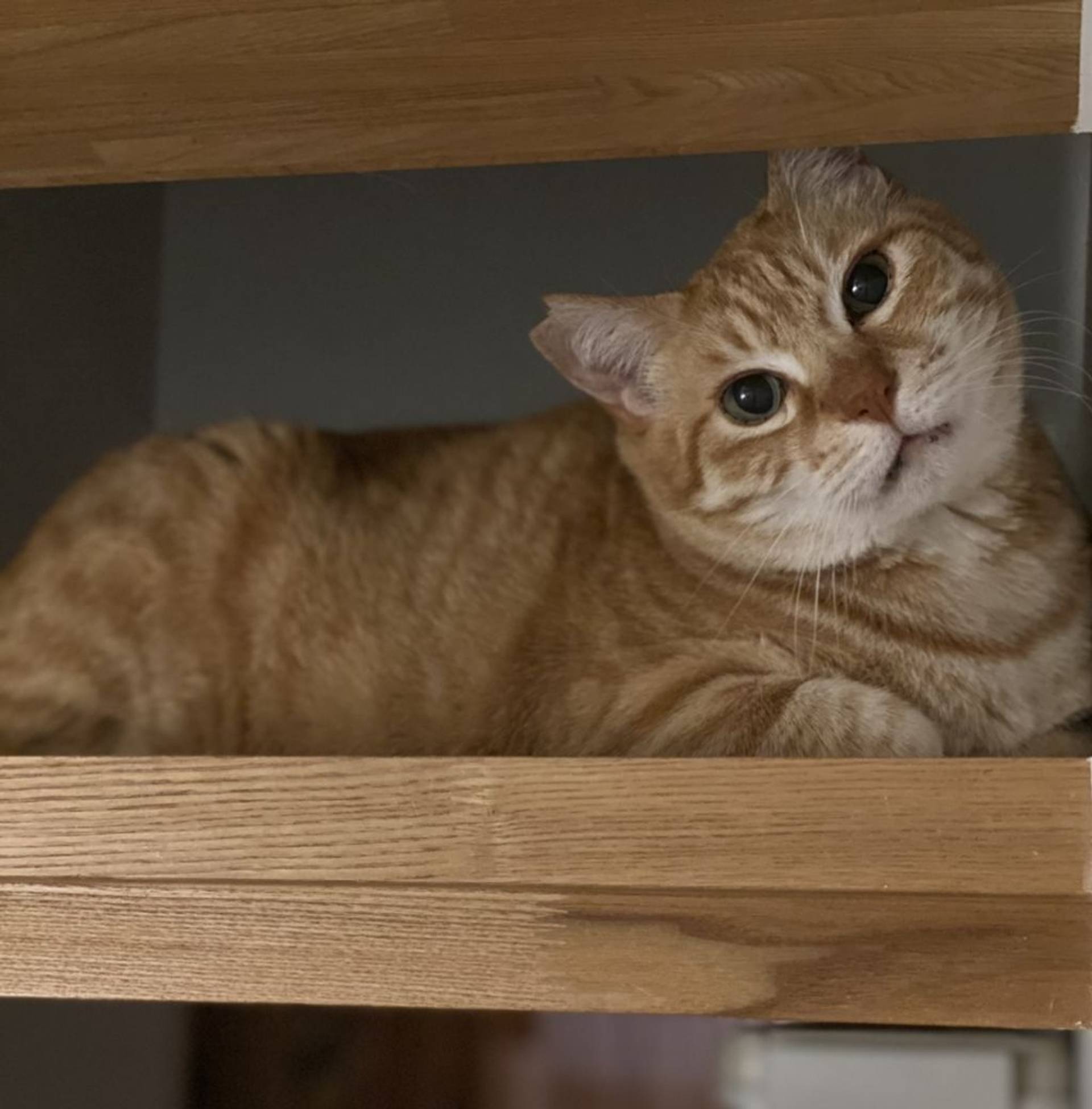 雑種（ミックス猫）・オスの里親募集の写真