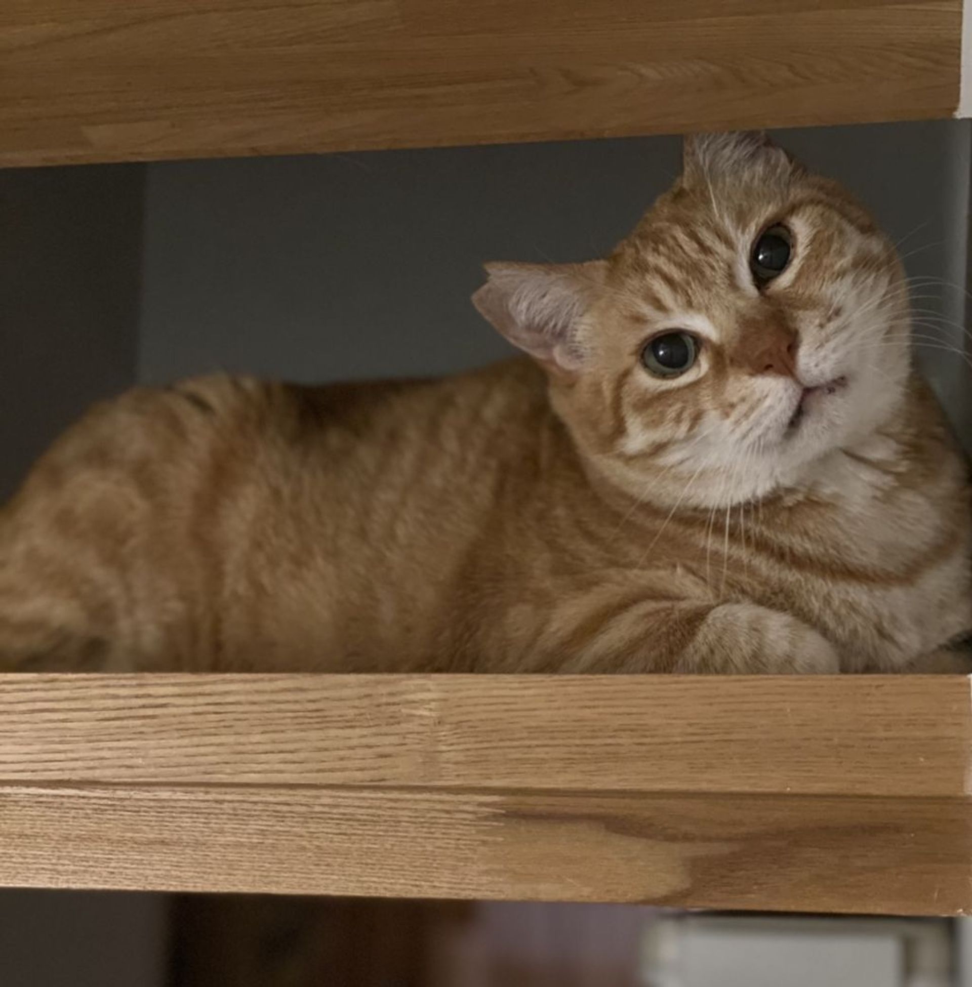 雑種（ミックス猫）・オスの里親募集の写真