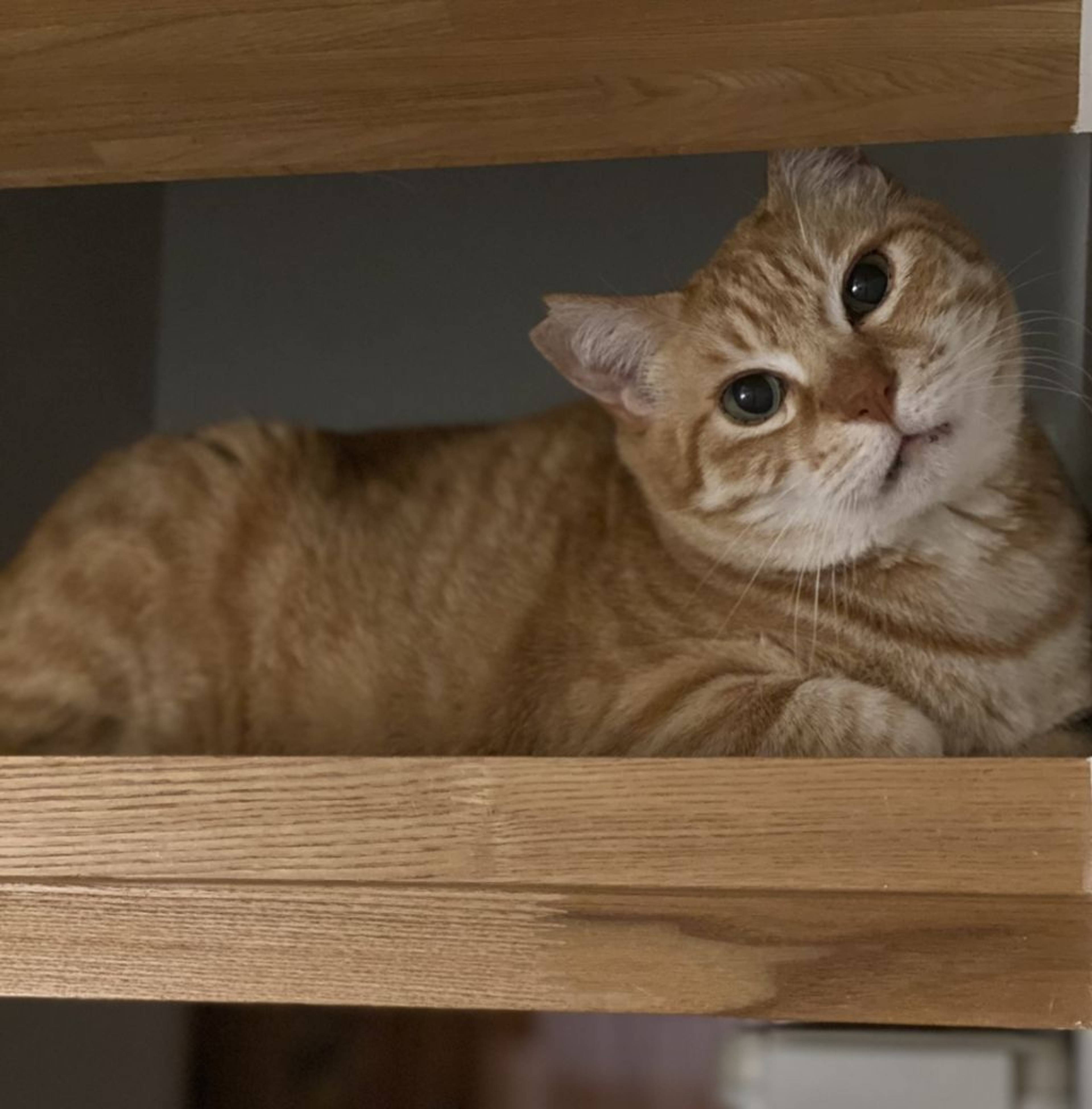 雑種（ミックス猫）・オスの里親募集の写真