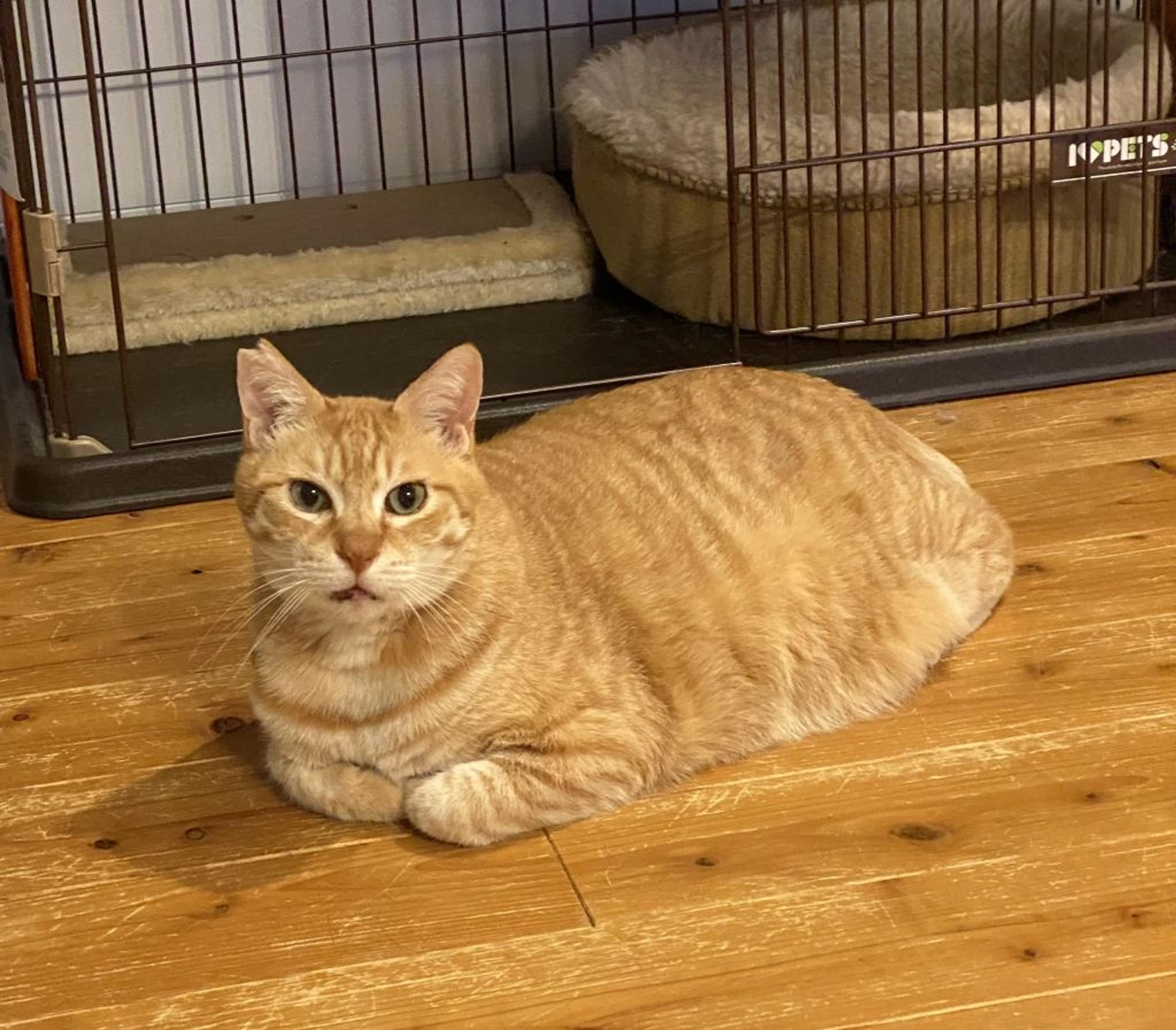 pet-image-3