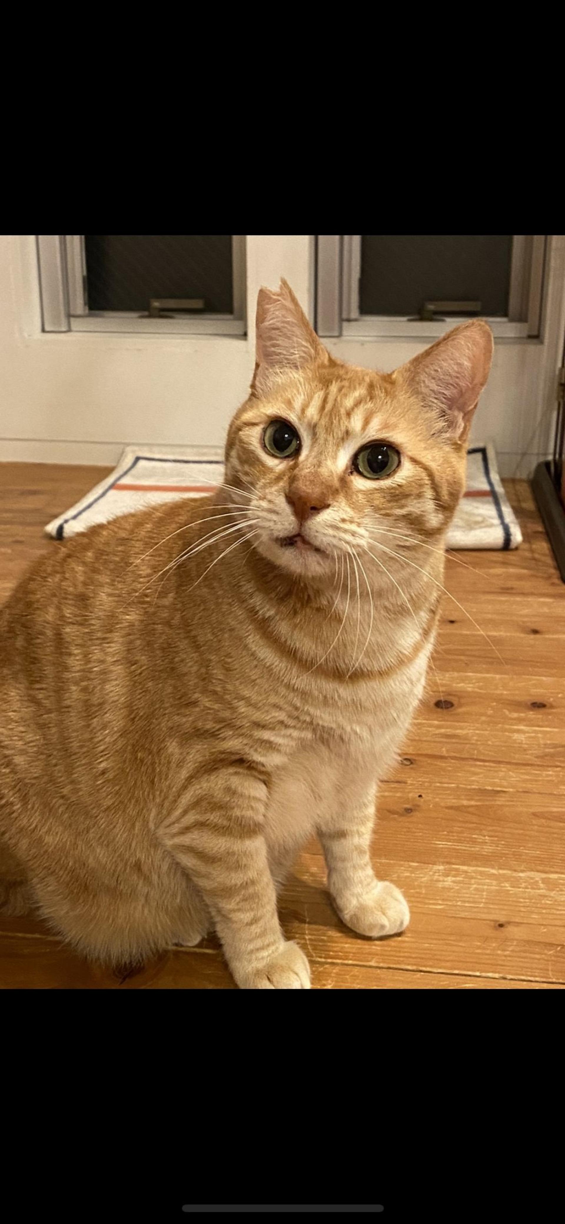 pet-image-4
