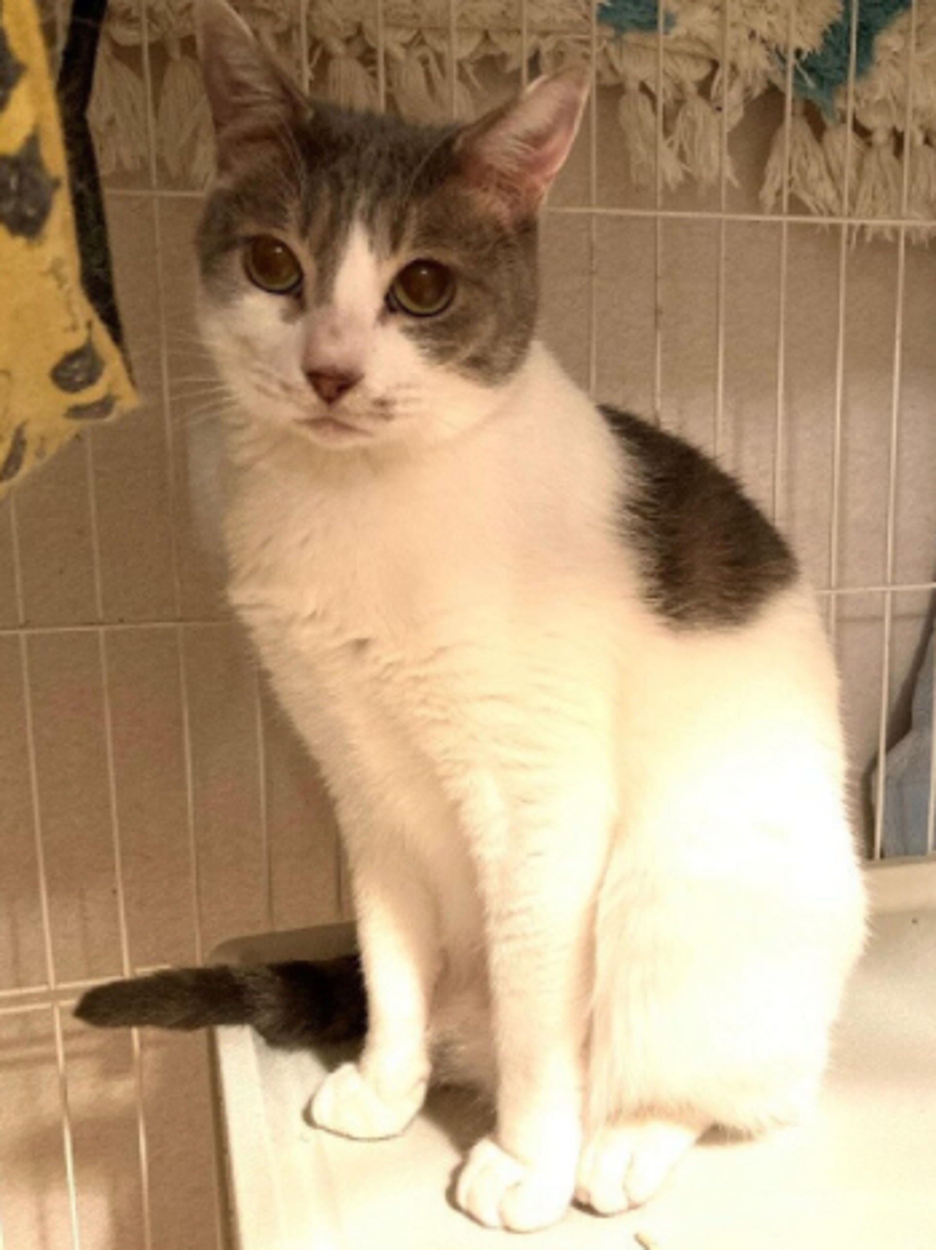 pet-image-2