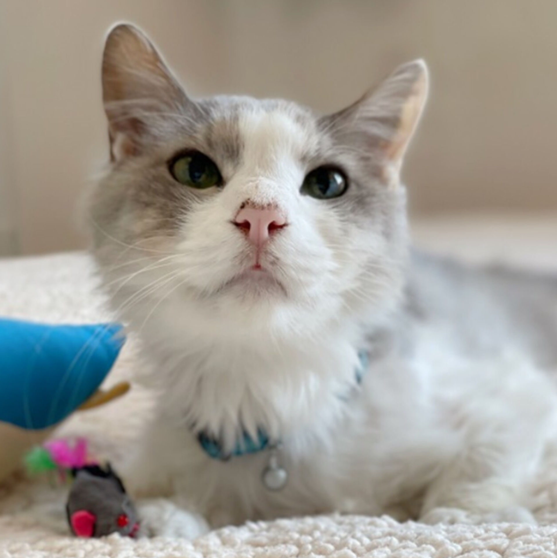 雑種（ミックス猫）・オスの里親募集の写真