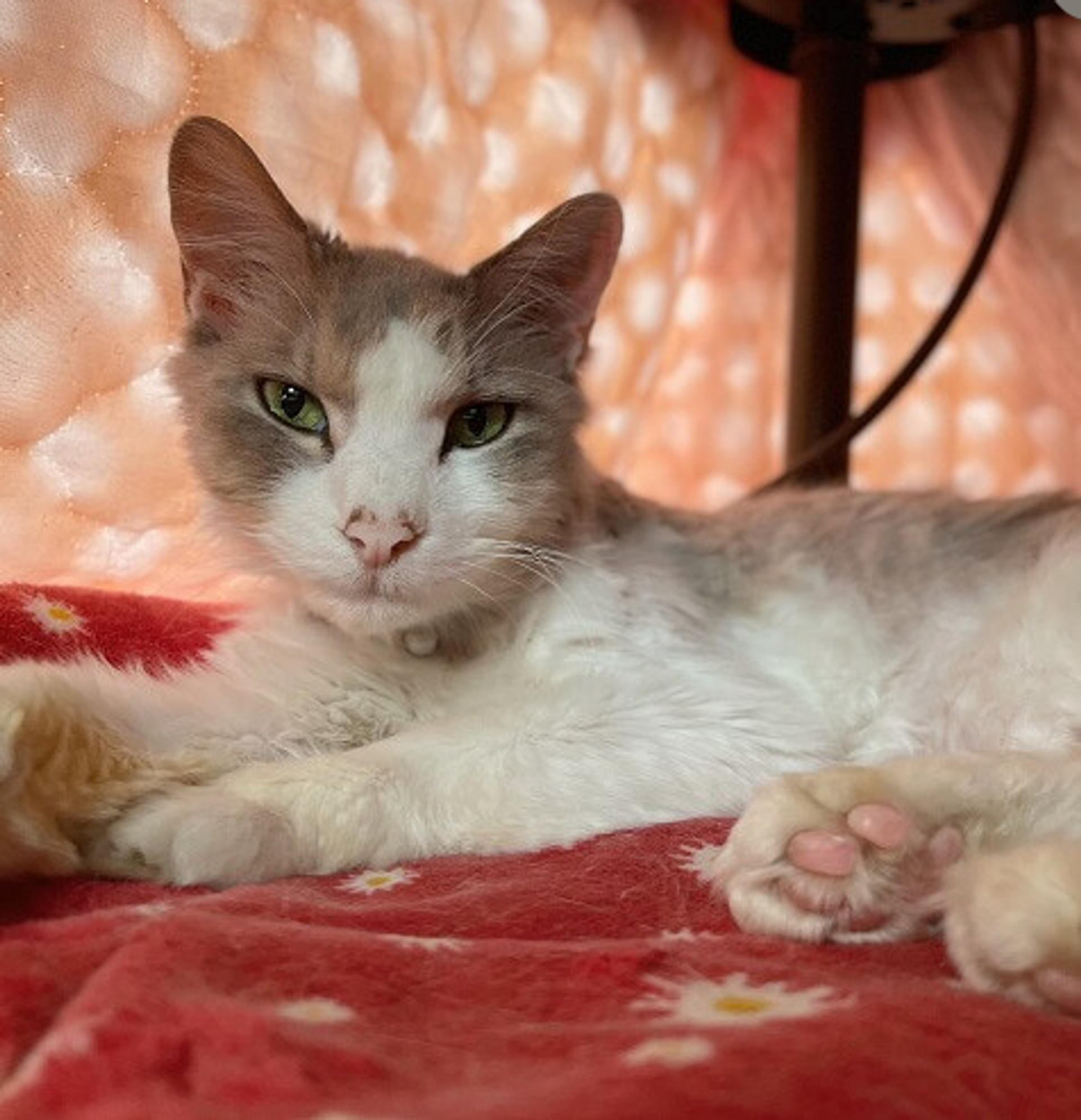 pet-image-2