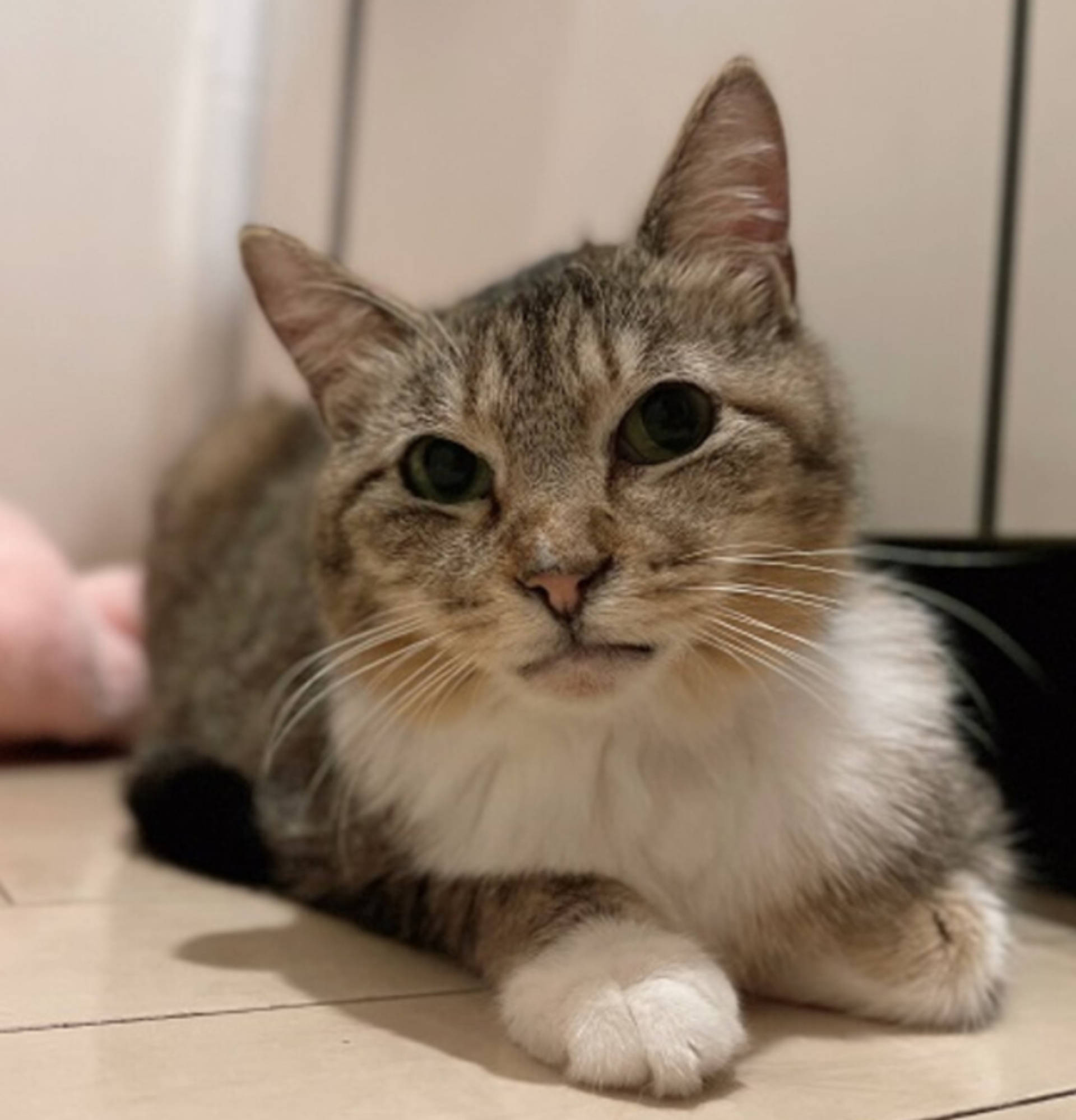 雑種（ミックス猫）・メスの里親募集の写真