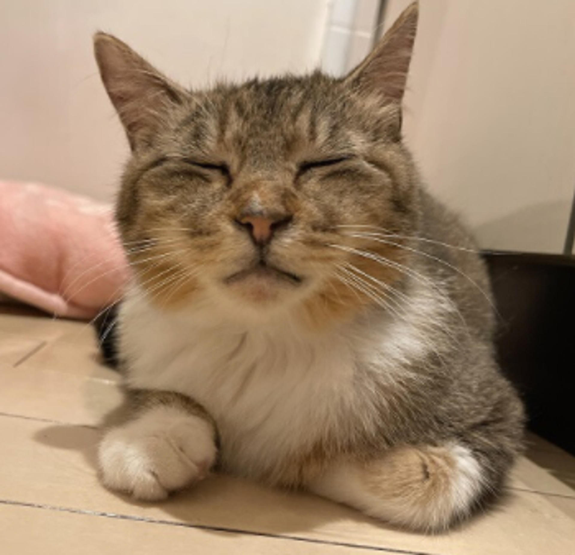 pet-image-3