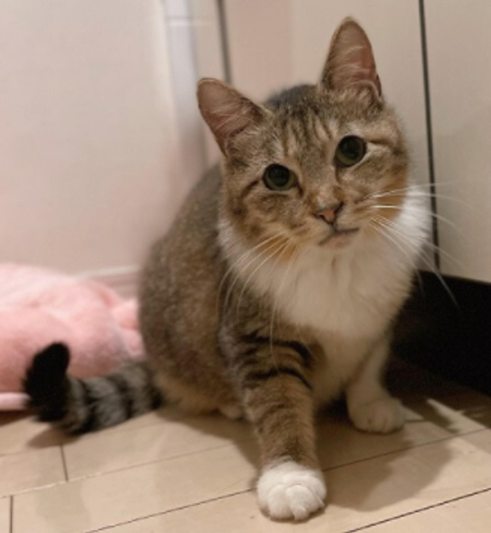 pet-image-4