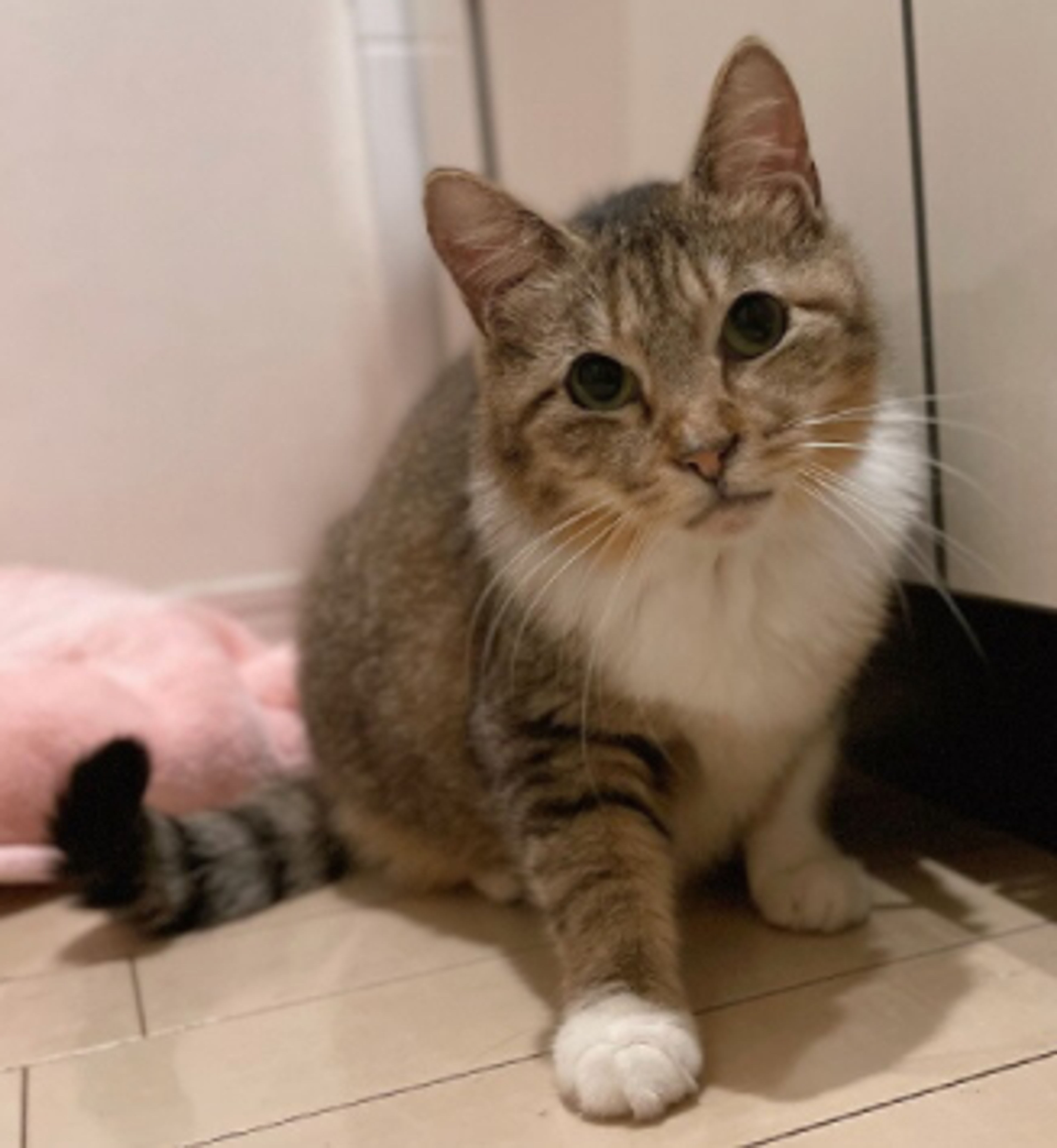 pet-image-4