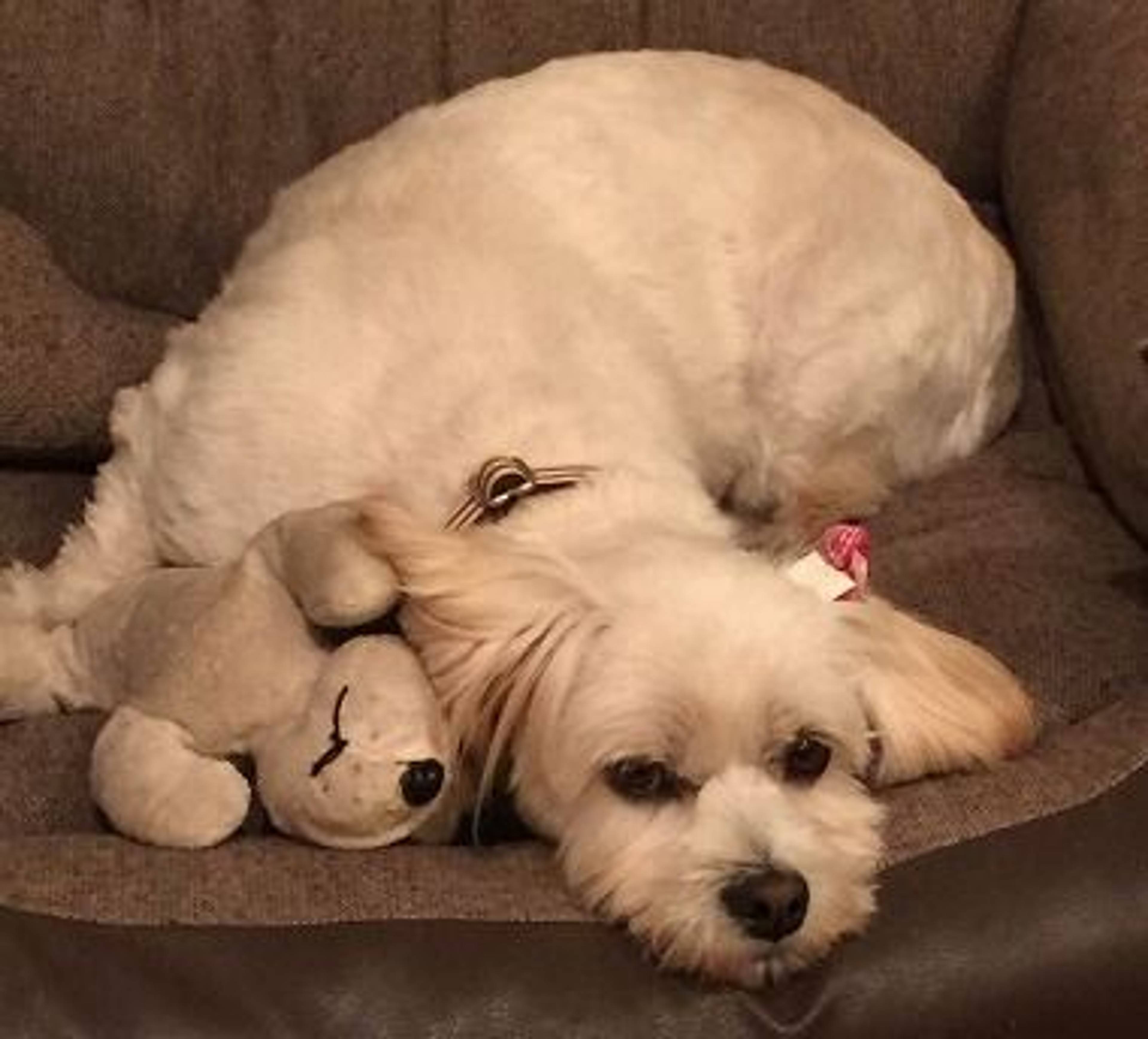 雑種（ミックス犬）・メスの里親募集の写真