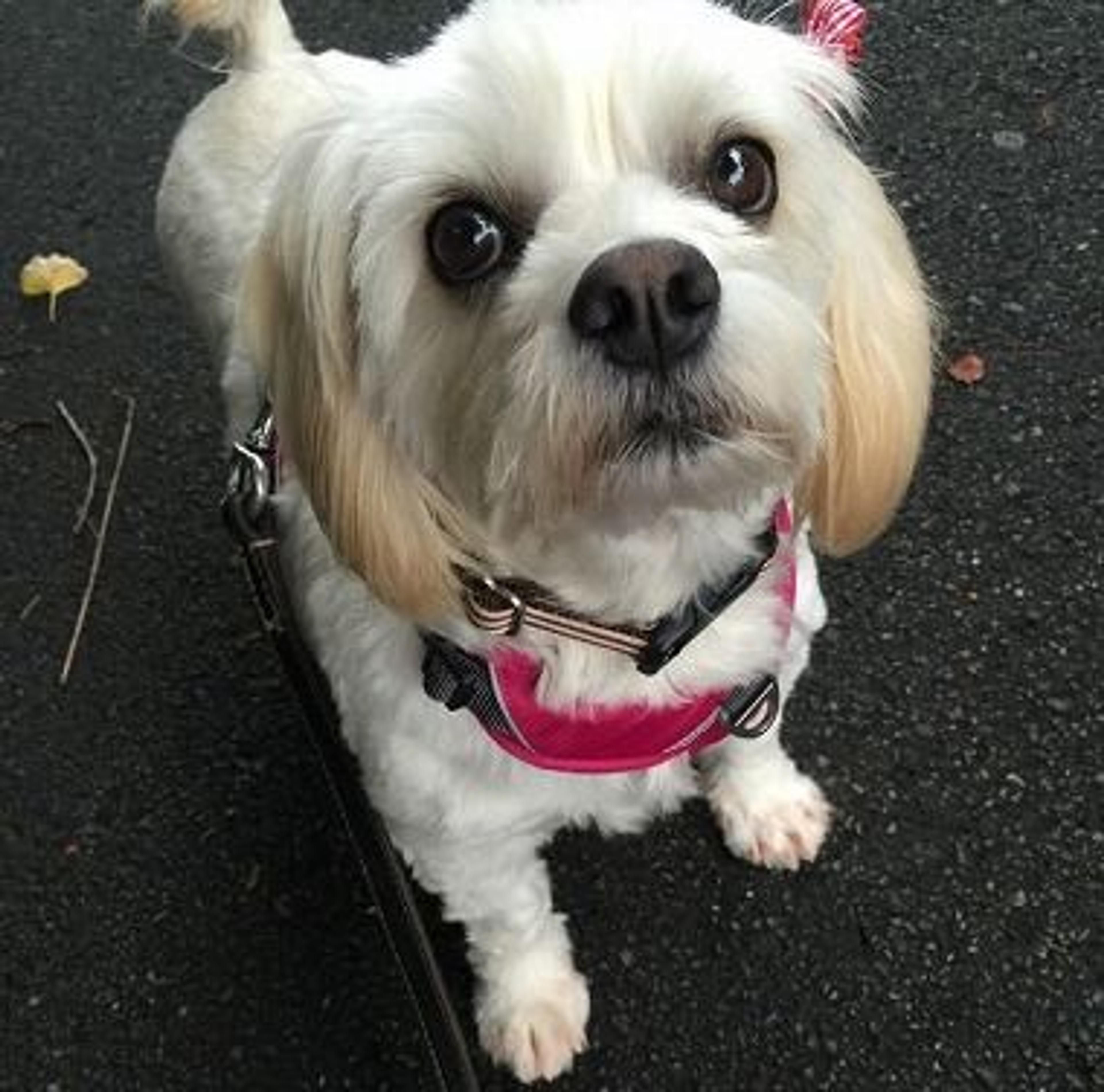 pet-image-2