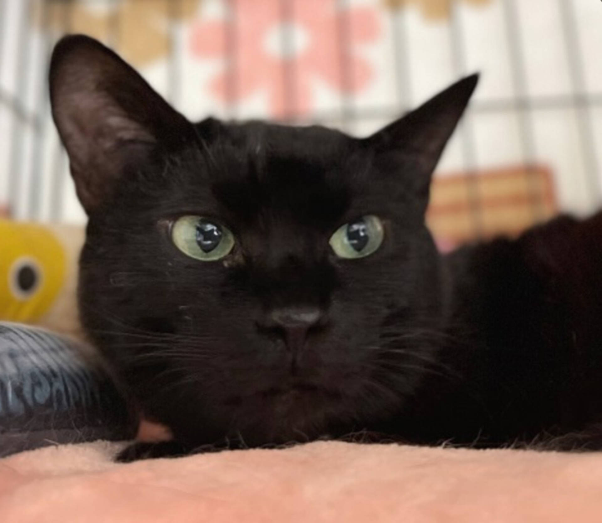 雑種（ミックス猫）・メスの里親募集の写真