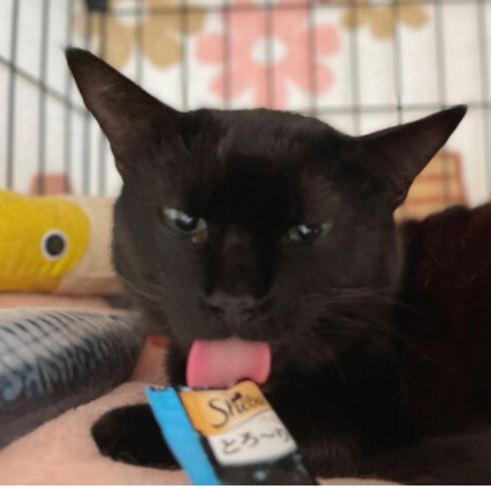 pet-image-2