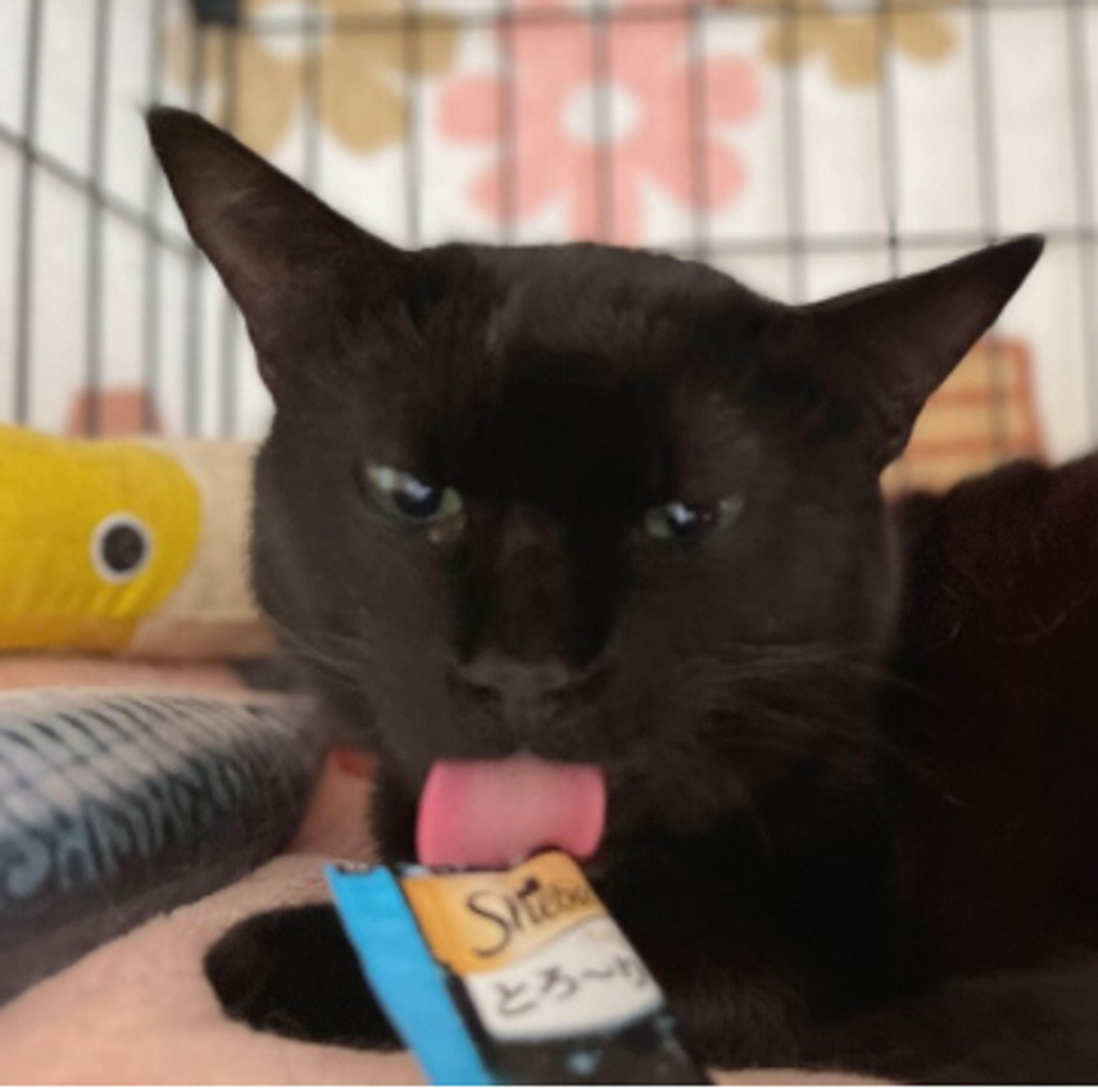 pet-image-2